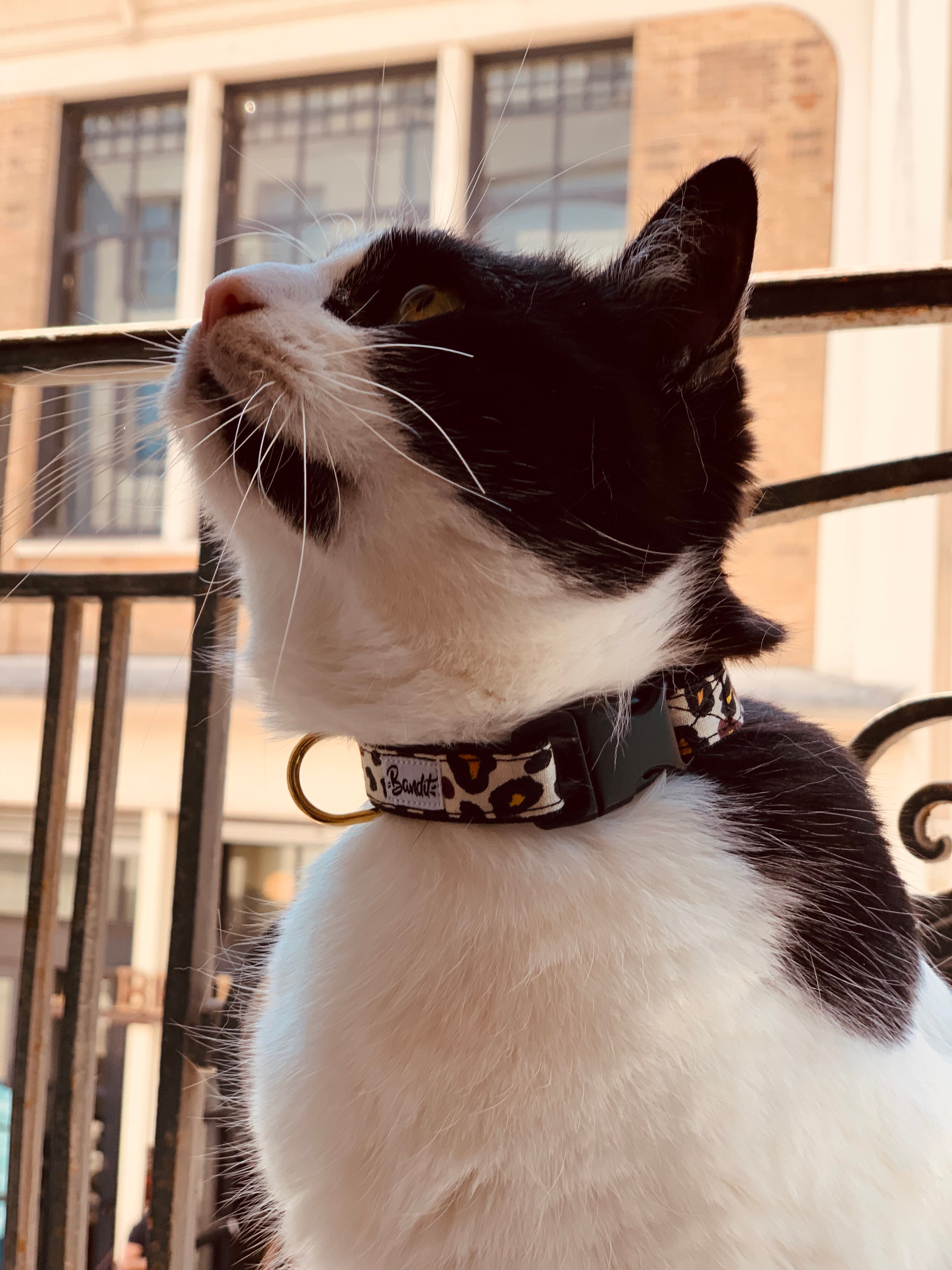 bandit-wild-wild-wouf-collier-chat-l-opard-anti-tranglement image 4