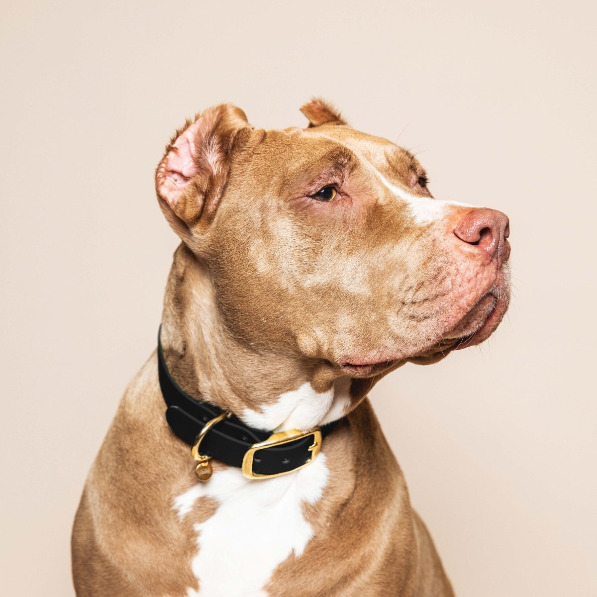 fid-le-paris-collier-chien-noir-l-aventurier-taille-m image 2