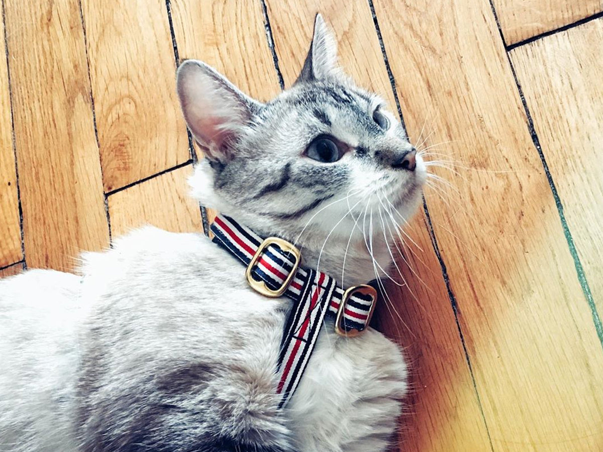 bandit-french-harnais-chat-bleu-blanc-rouge image 2