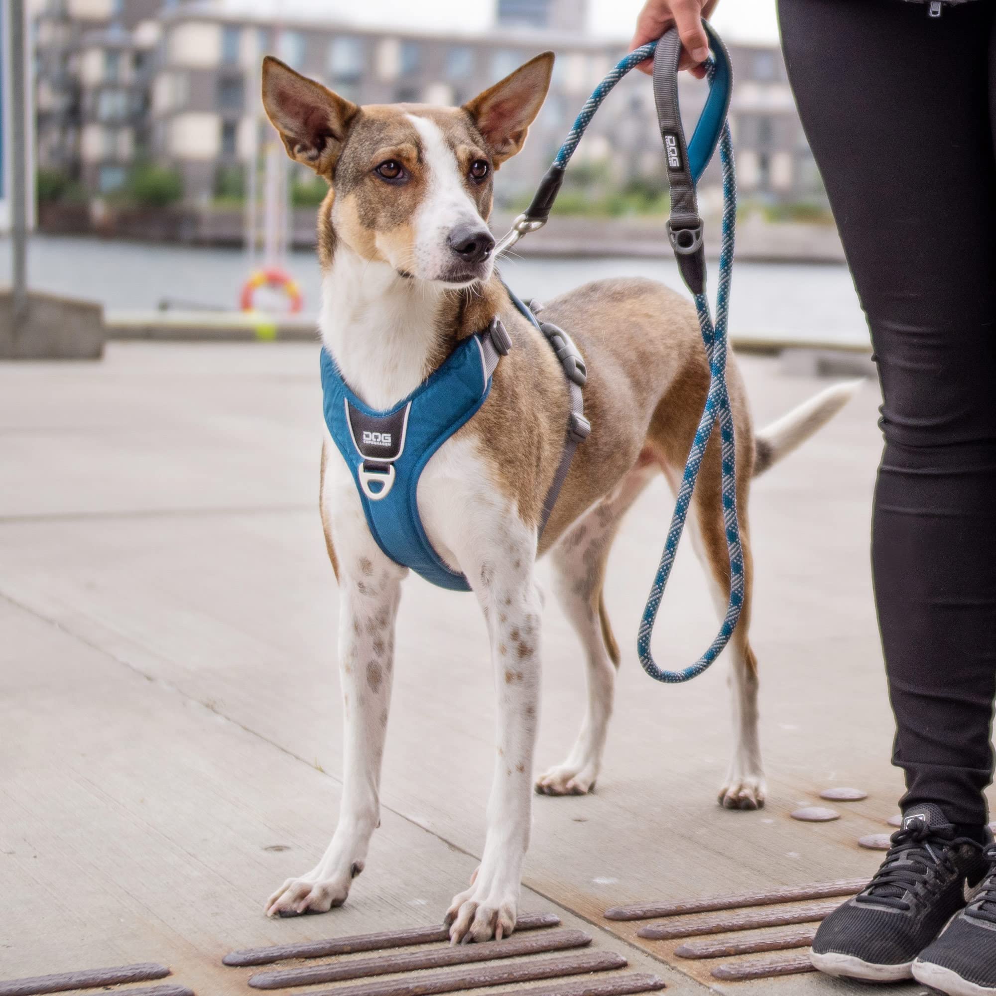 dog-copenhagen-comfort-walk-pro-harnais-orange-sun-l-anti-traction image 7