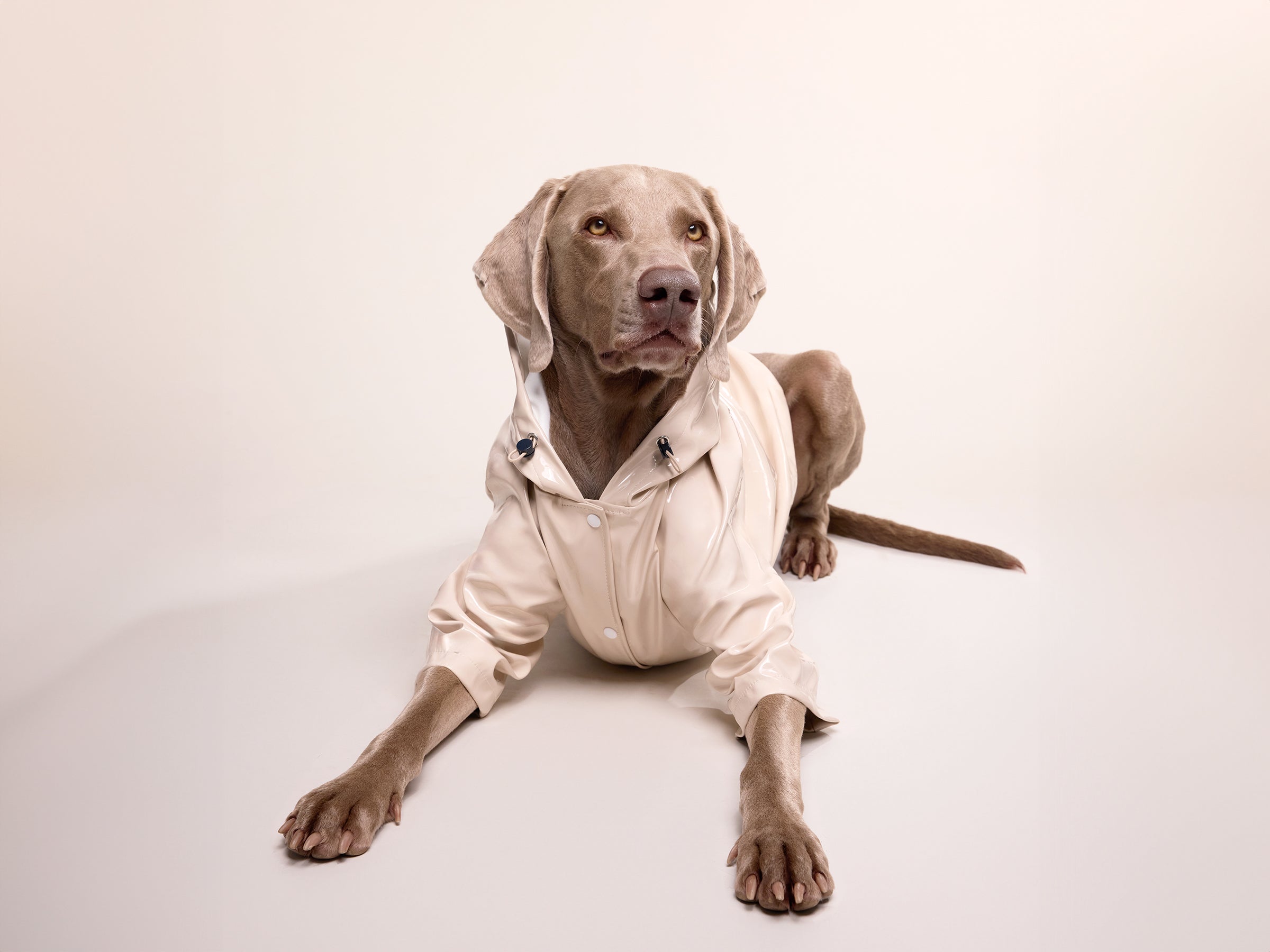 bandit-imperm-able-chien-latte-cr-me-capuche-taille-m image 8