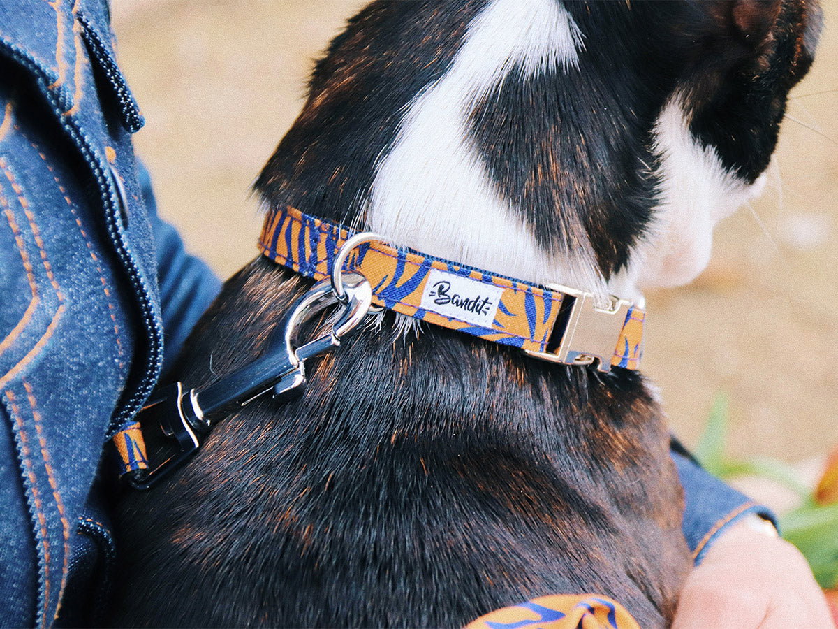 bandit-colliers-collier-chien-tigr-orange-bleu-moyen image 2