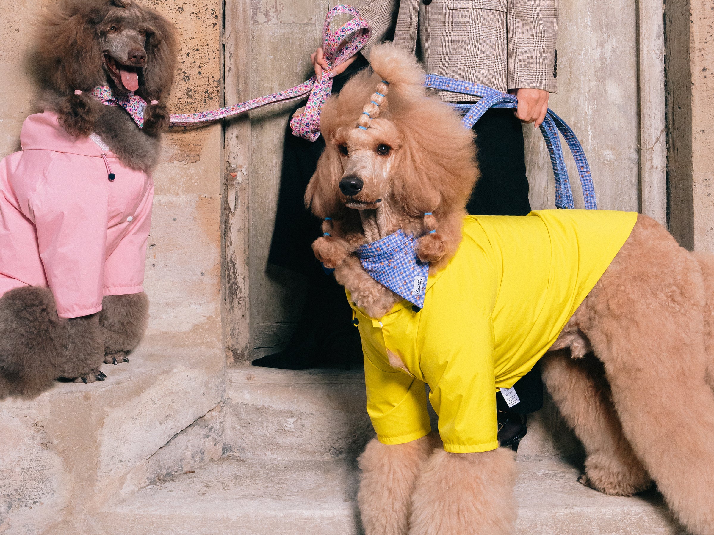 bandit-vichy-lemonade-bandana-chien-bleu-citrons image 4