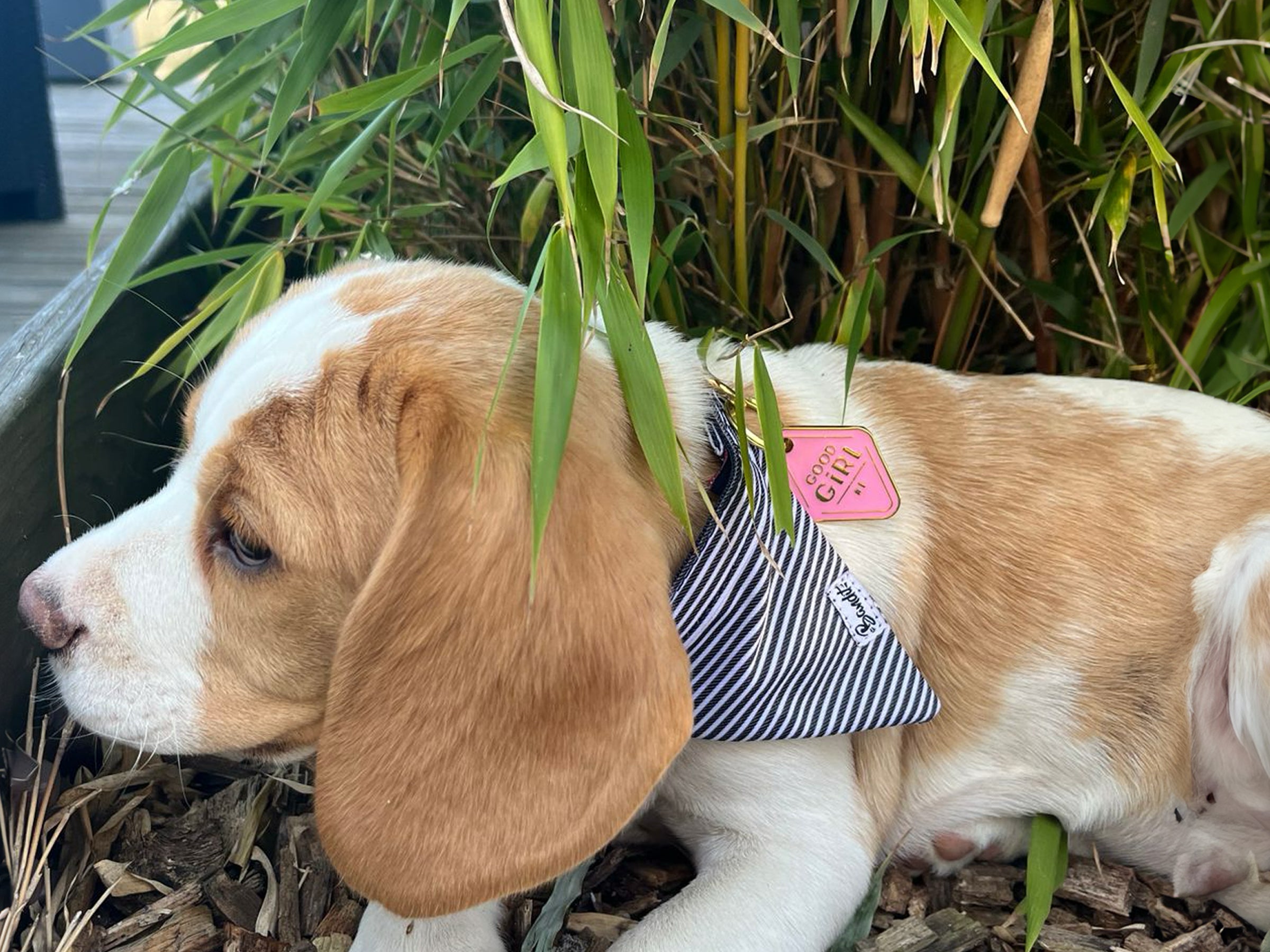 bandit-m-dailles-good-girl-m-daille-chien-rose-argent image 2