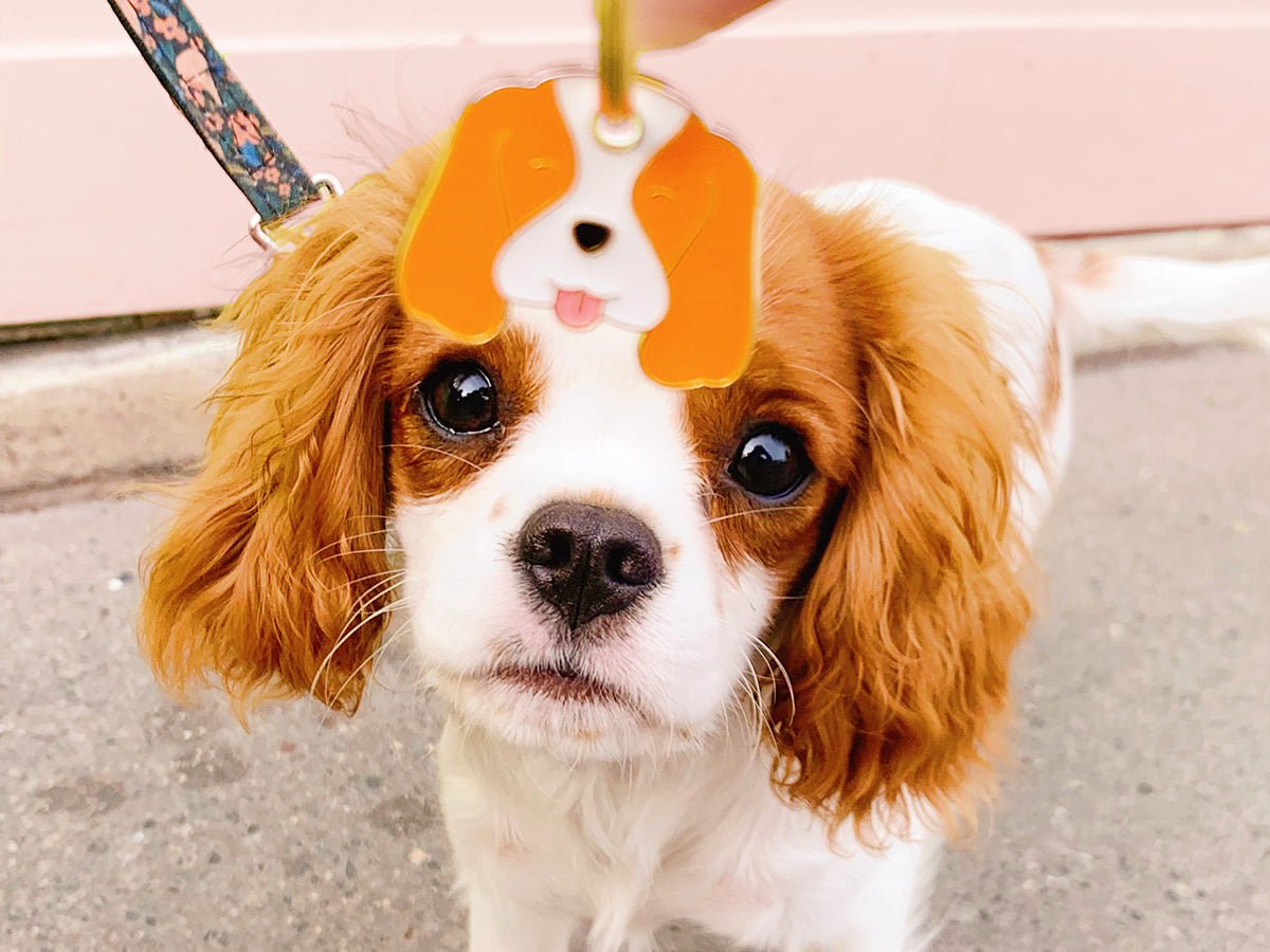 bandit-m-daille-chien-cavalier-king-charles-royale image 5