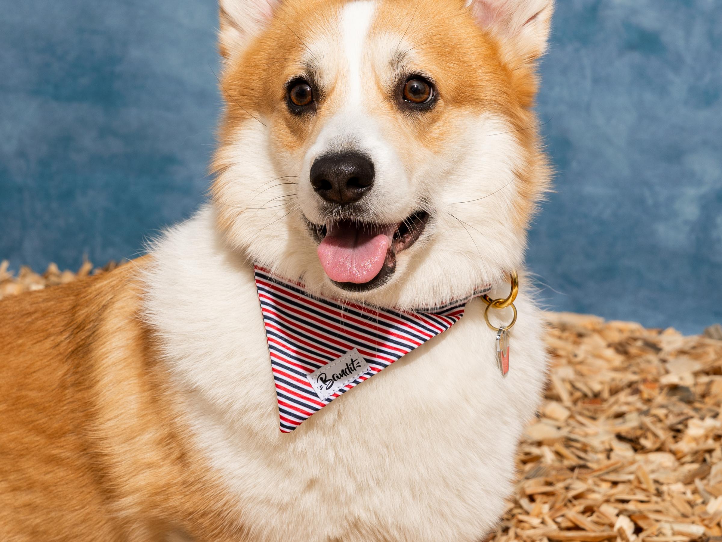 bandit-french-banban-bandana-chien-bleu-blanc-rouge-m image 5