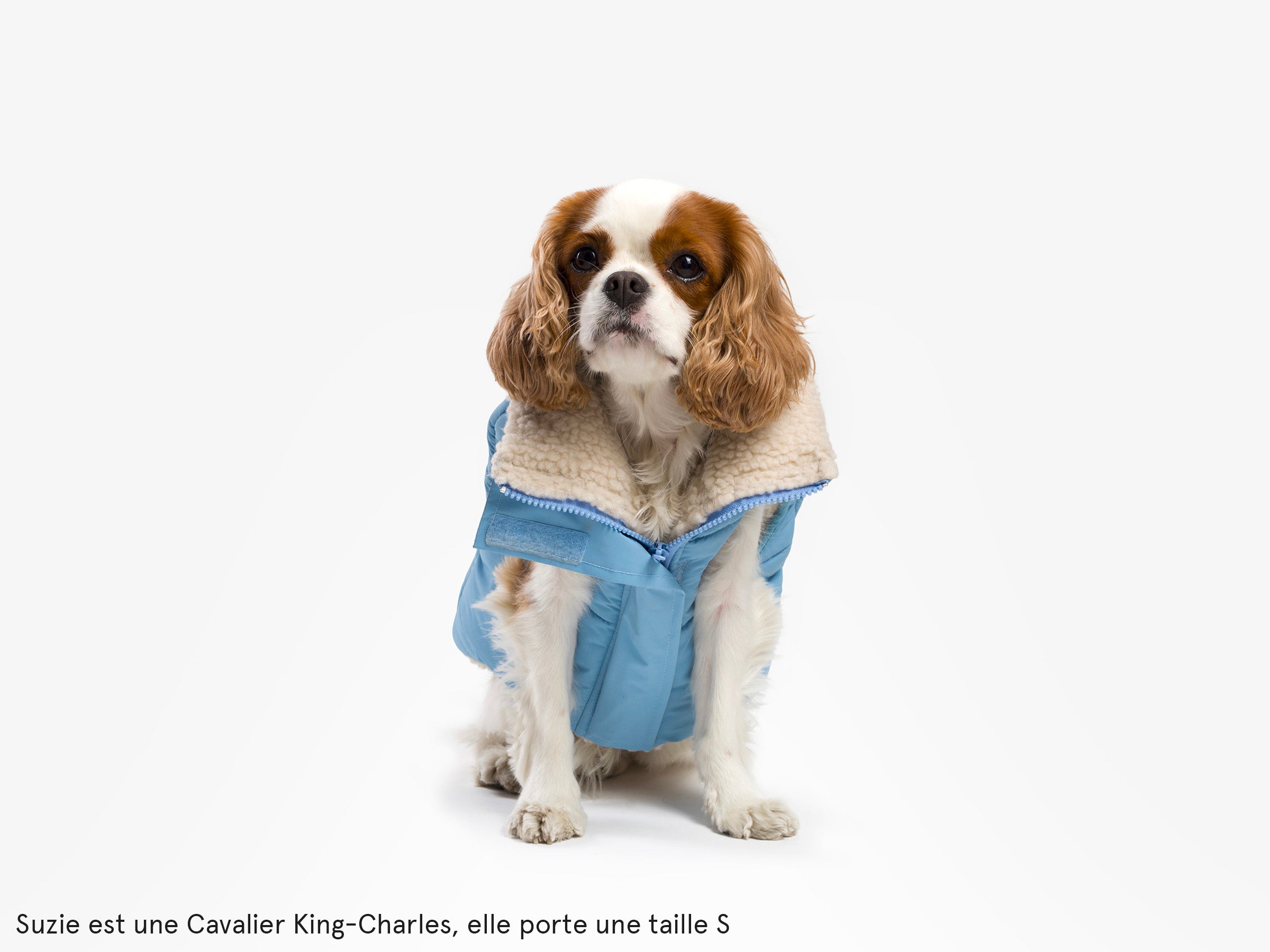 bandit-doudoune-manteau-chien-bleu-everest-s-grand-froid image 8