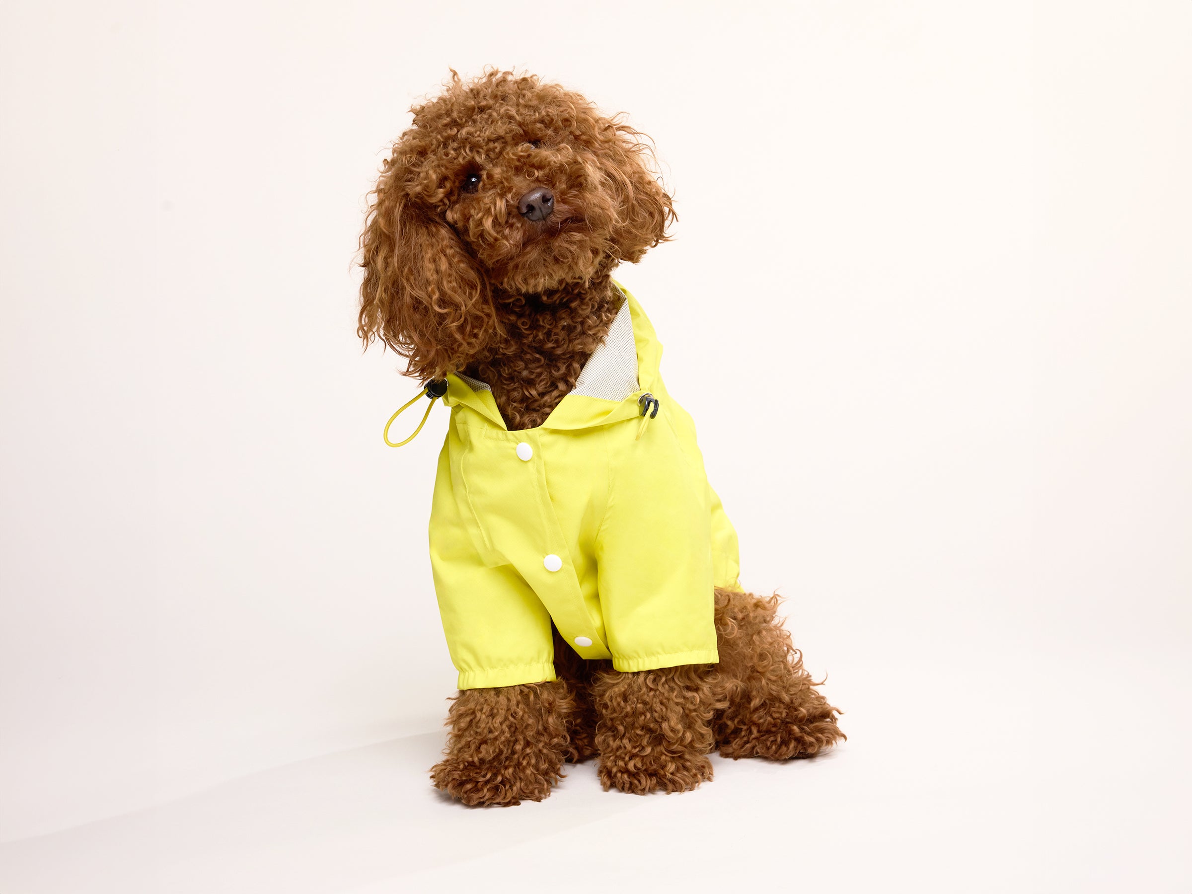 bandit-banana-split-imperm-able-chien-jaune-taille-m image 3