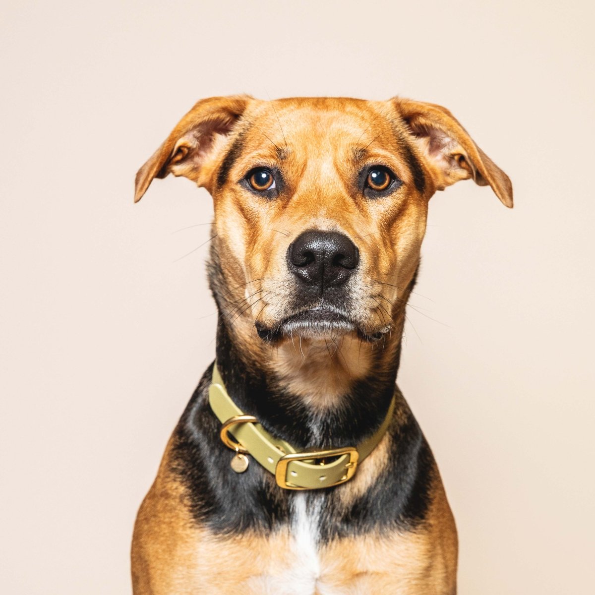fid-le-paris-colliers-collier-chien-vert-tilleul-boucle-laiton image 2