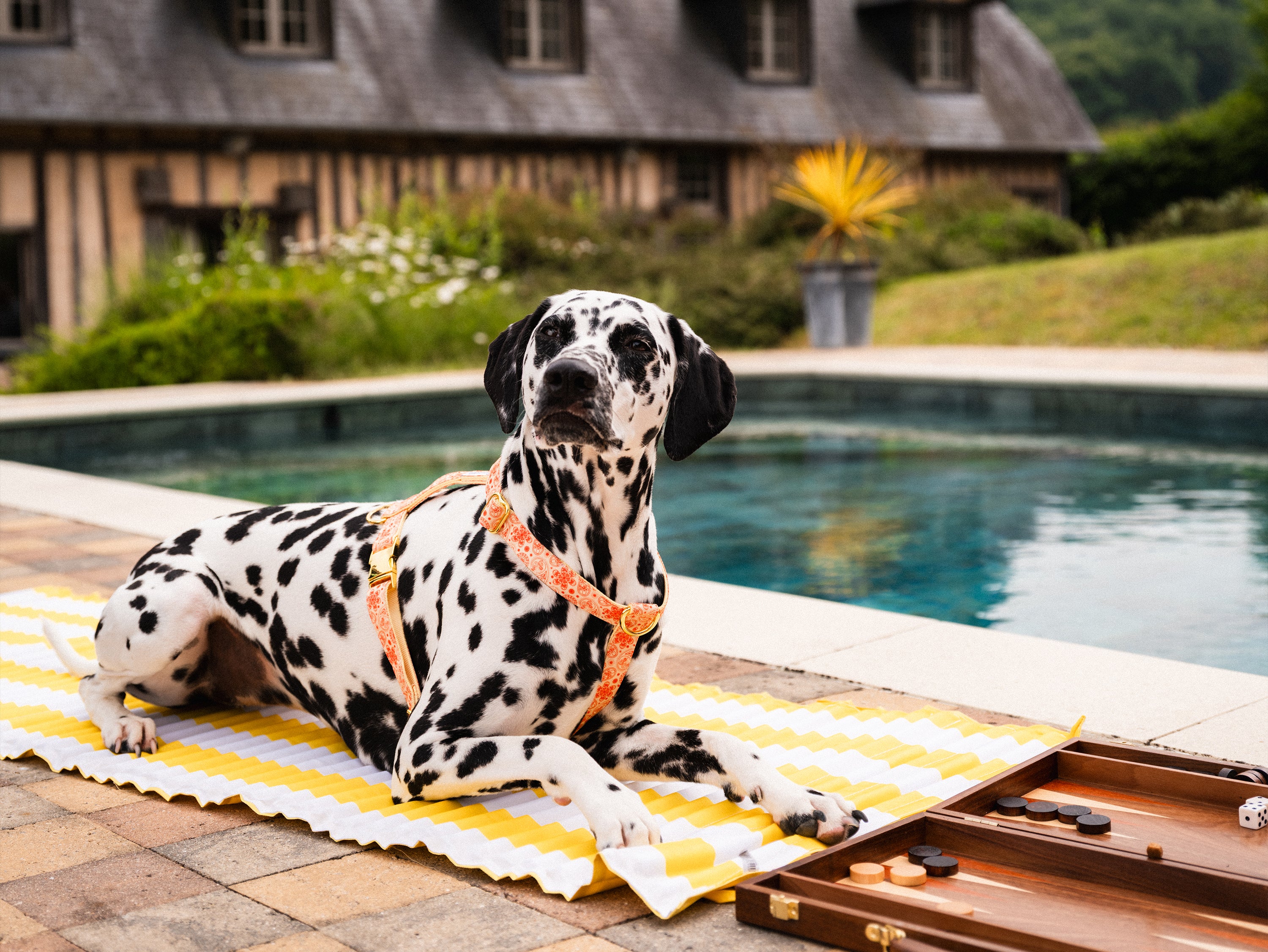 bandit-harnais-chien-paisley-jaune-golden-vibe-moyen image 3