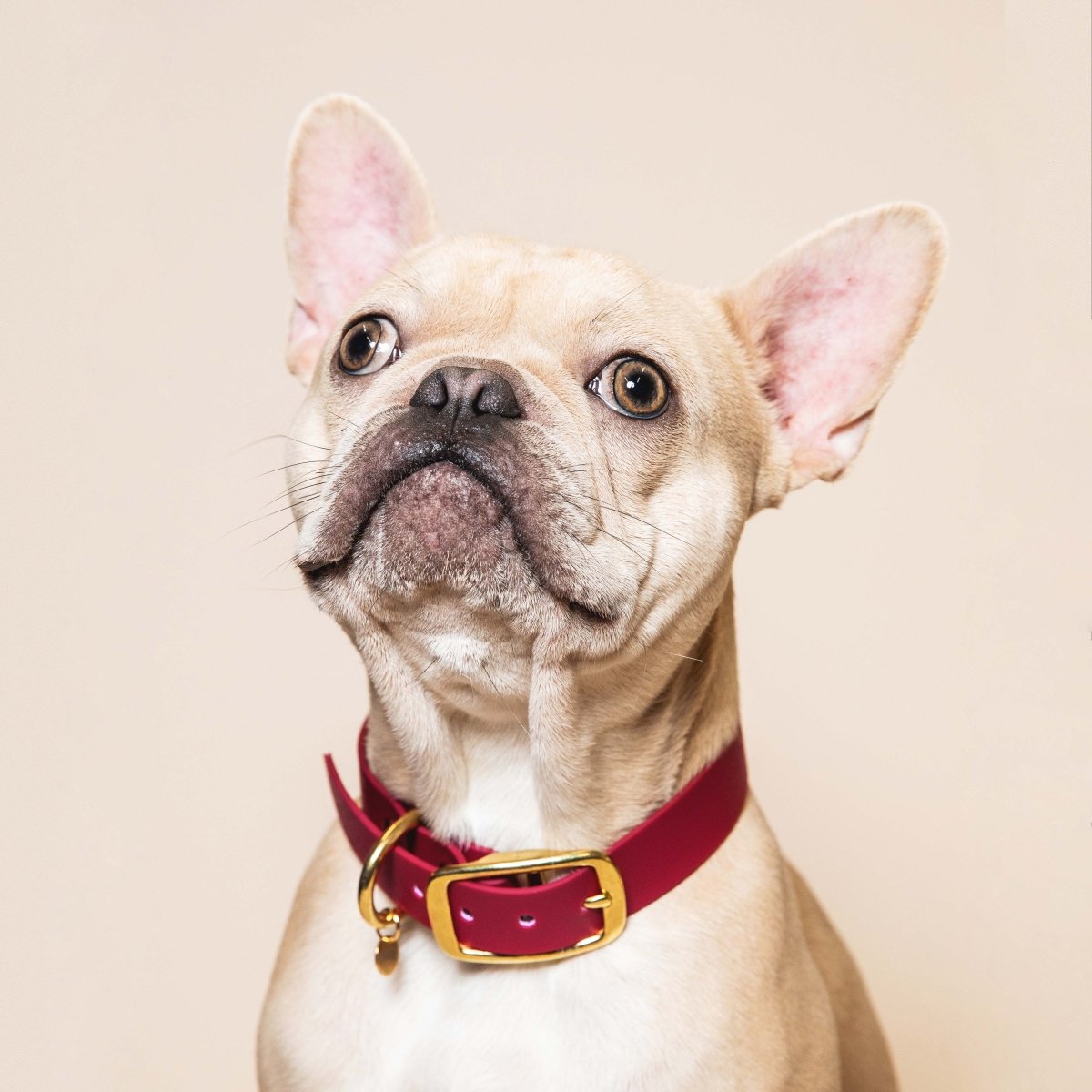 fid-le-paris-l-aventurier-collier-chien-bordeaux image 2