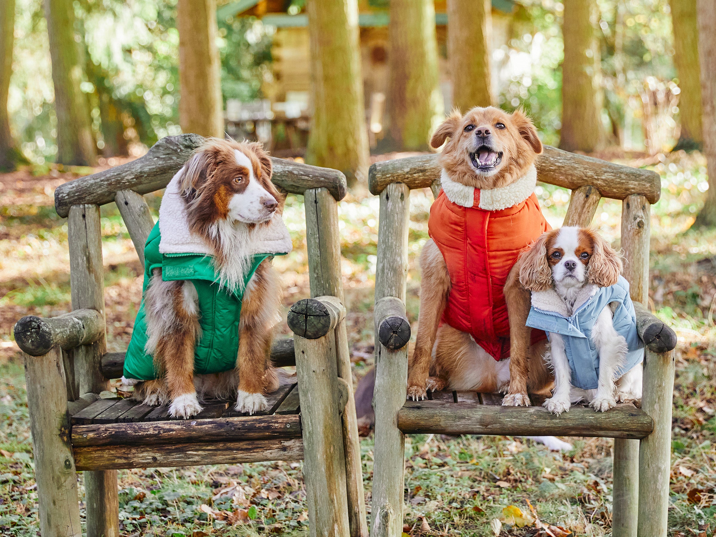 bandit-doudoune-manteau-chien-bleu-everest-s-grand-froid image 2