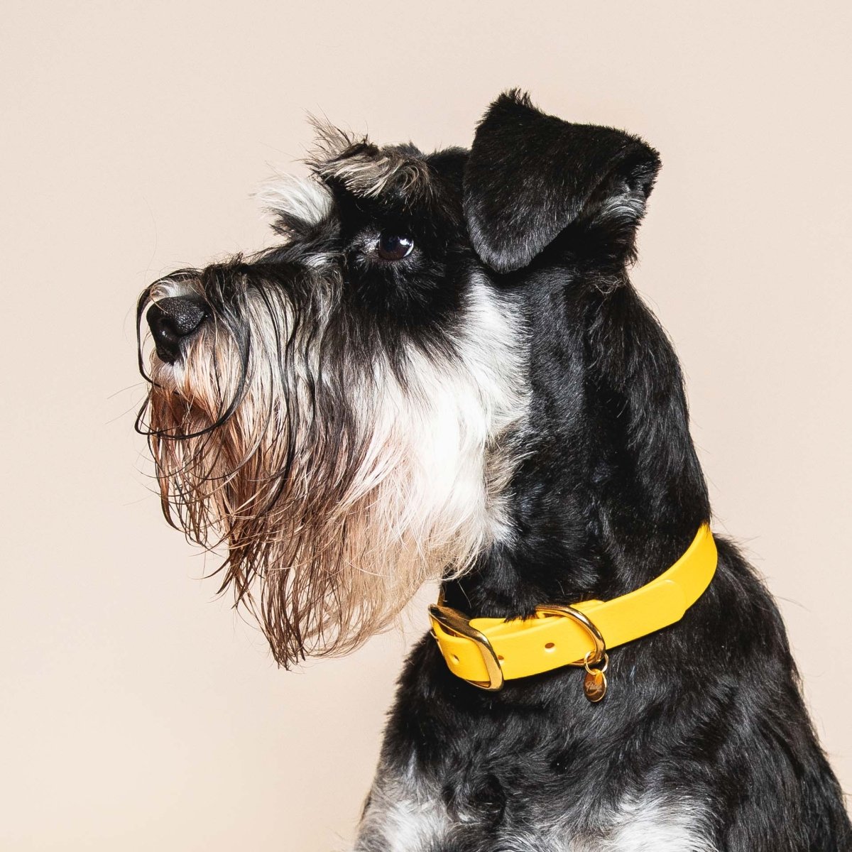 fid-le-paris-l-aventurier-collier-chien-jaune-taille-m image 2