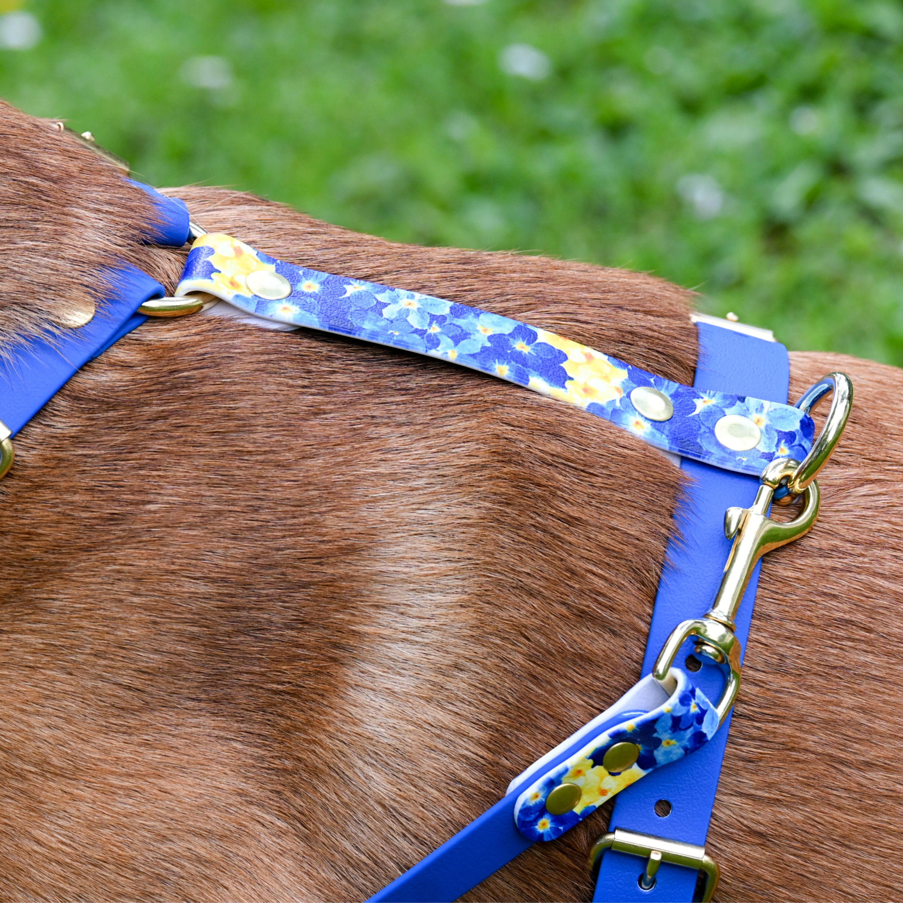 fid-le-harnais-the-bloom-dition-harnais-chien-bleu image 2
