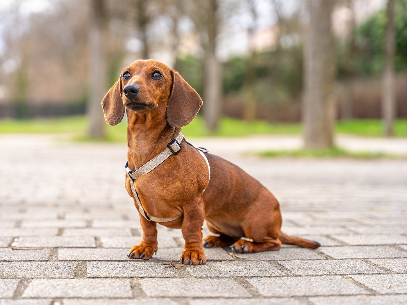 bandit-x-noholita-harnais-chien-paillettes-vinyl-dor-confort image 6