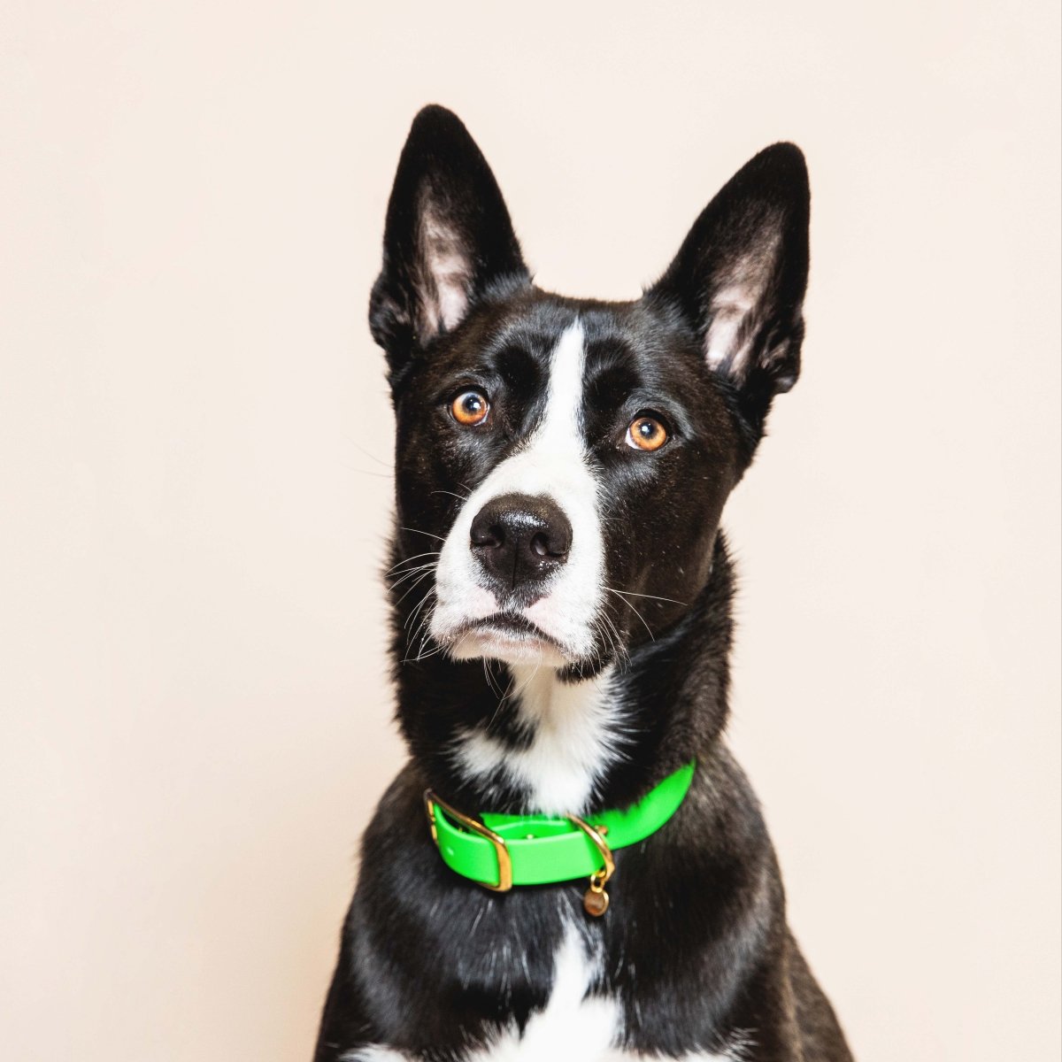 fid-le-paris-colliers-collier-chien-vert-fluo-visible image 2