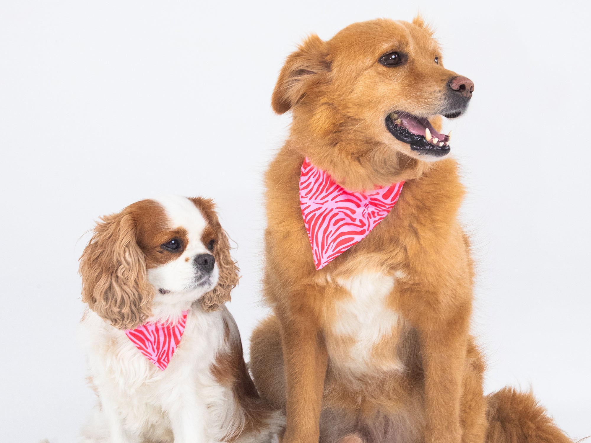 bandit-bandana-chien-pink-zebra-rose-moyen-laisse image 2