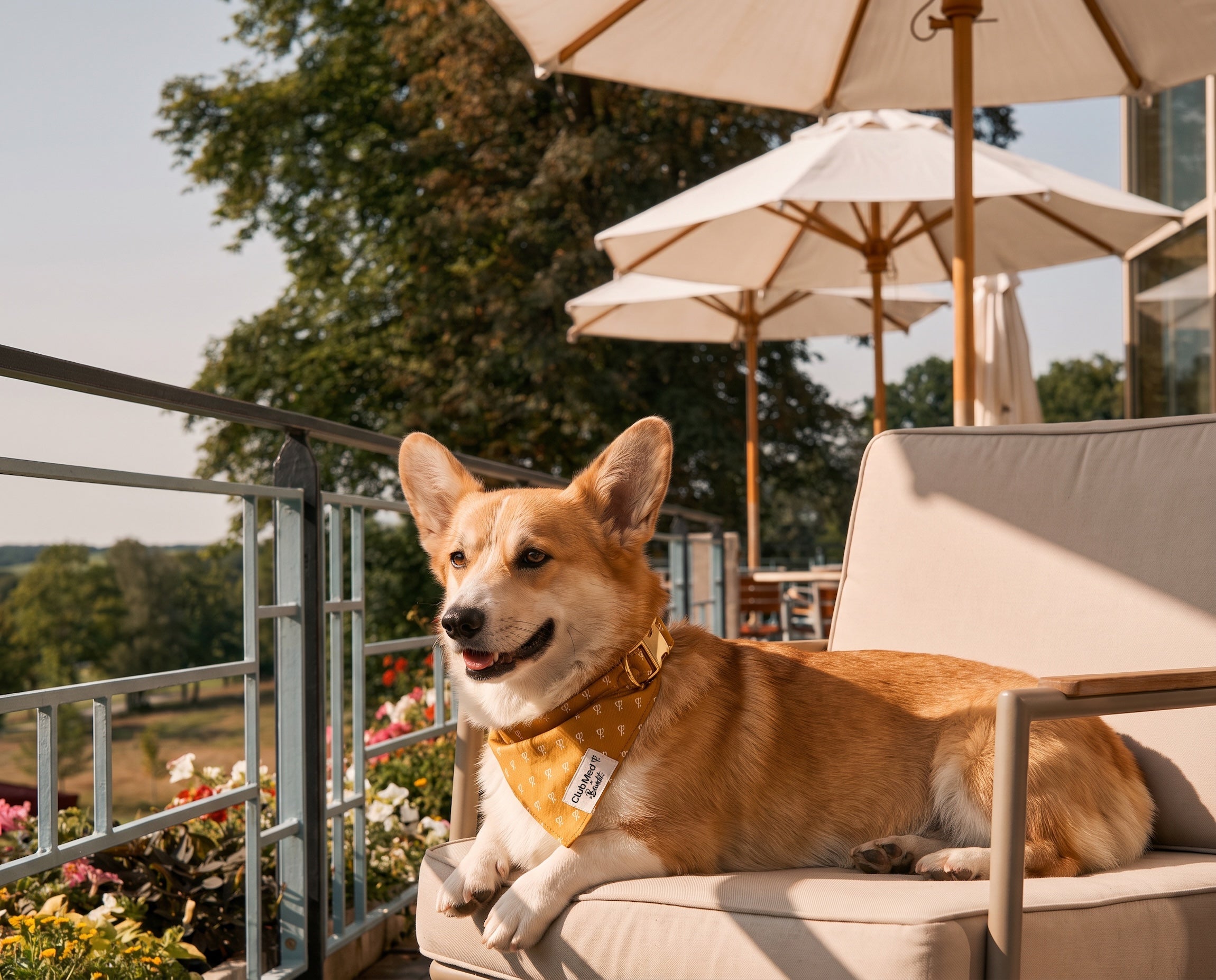 bandit-bandana-chien-club-med-lavande-collier image 6
