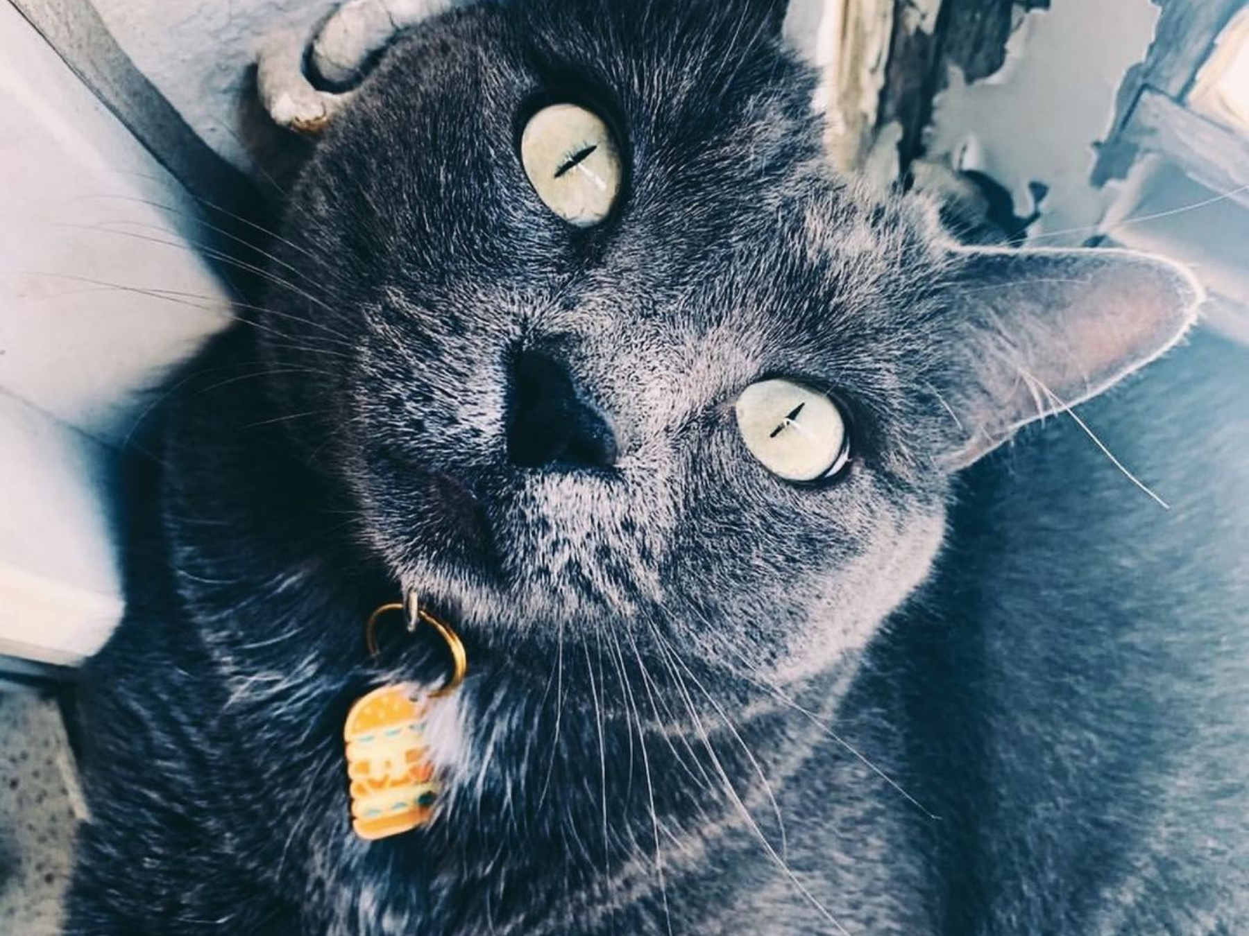 bandit-burger-m-daille-chat-graver-fantaisie image 3