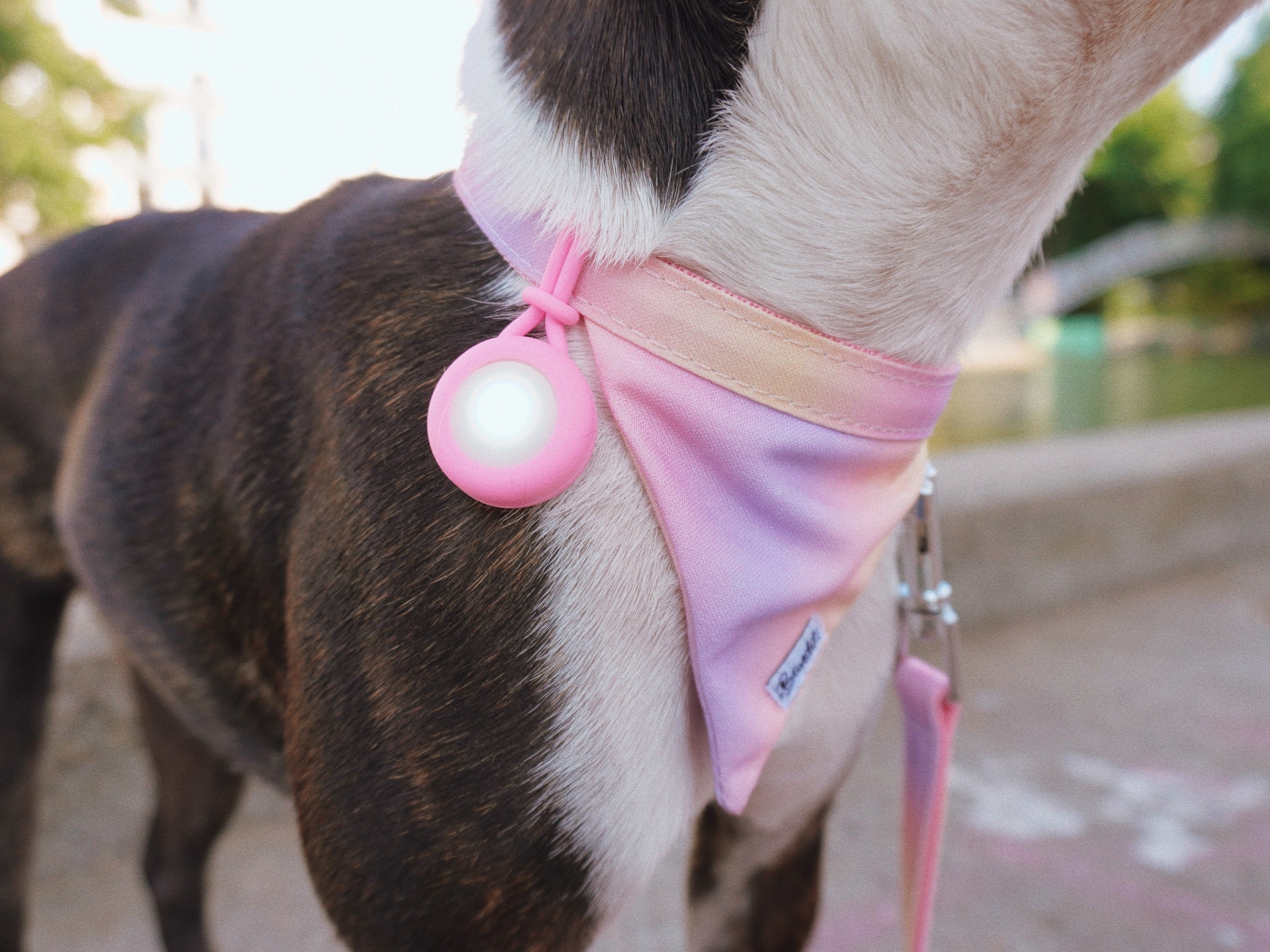 bandit-pendentif-lumineux-chien-et-chat-rose-balade-nuit image 7