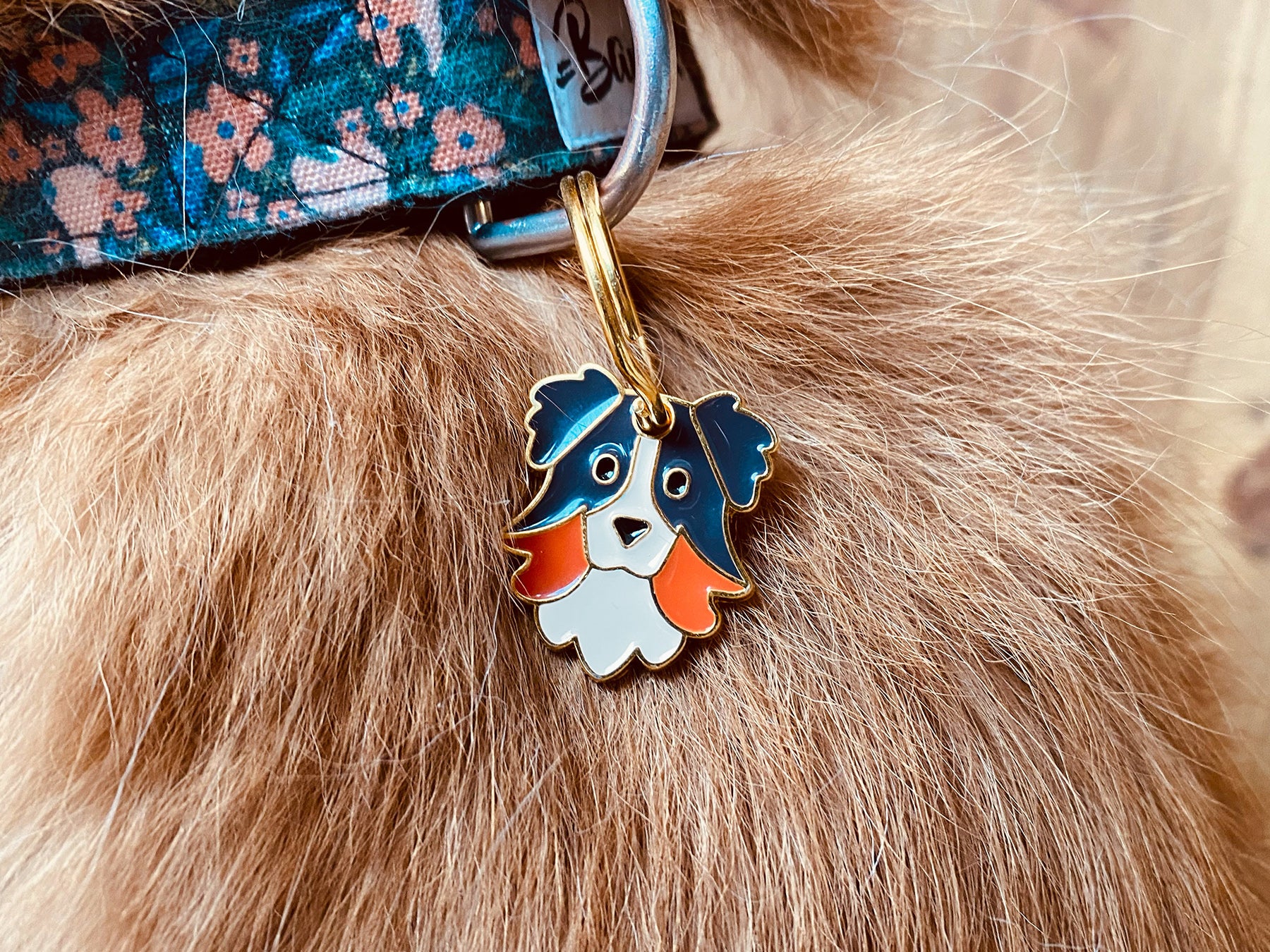 bandit-m-daille-berger-chien-aussie-personnalit-malice image 2