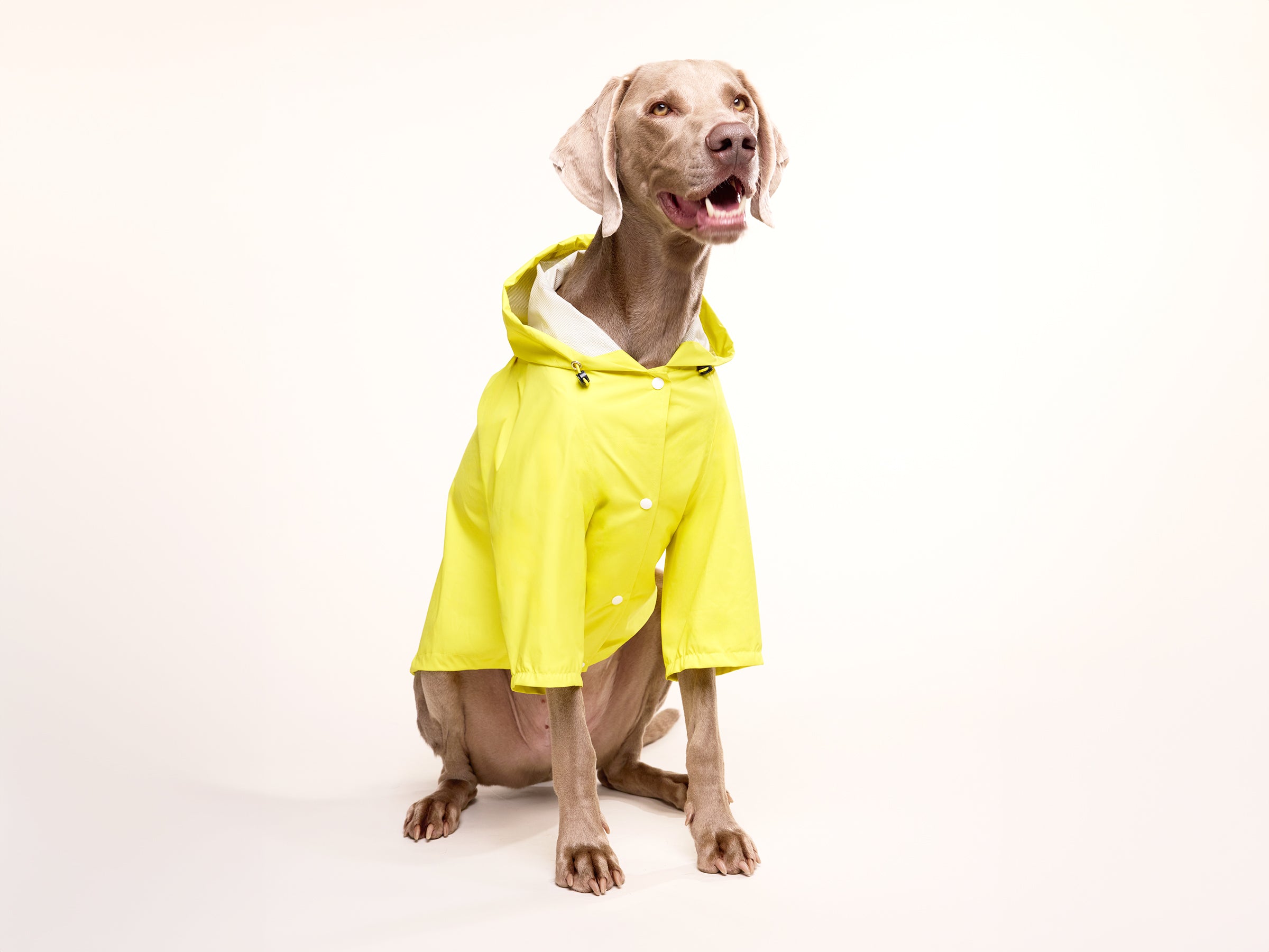 bandit-banana-split-imperm-able-chien-jaune-taille-m image 7