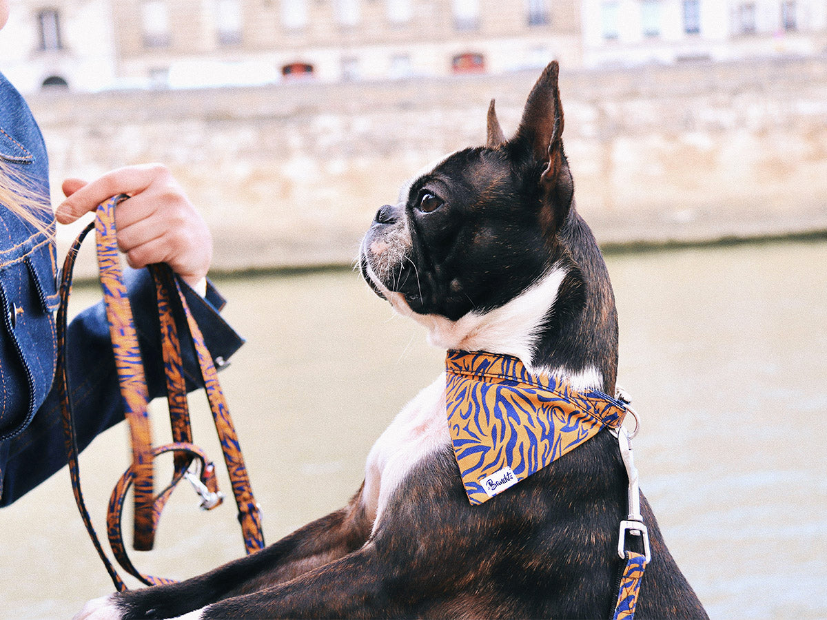 bandit-bandanas-pour-chien-tigr-orange-bleu-bandana-petit-chien image 2