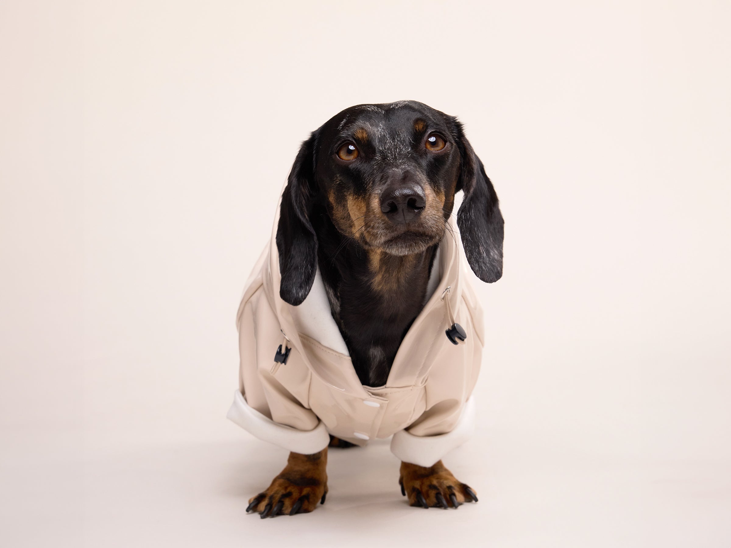 bandit-imperm-able-chien-latte-cr-me-capuche-taille-m image 2