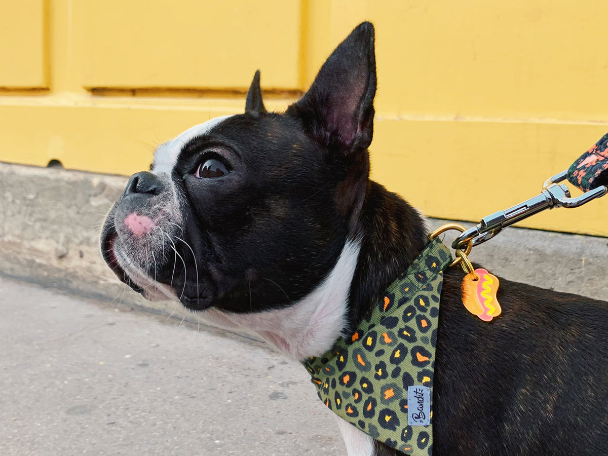 bandit-m-dailles-hot-dog-m-daille-chien-hot-dog image 4