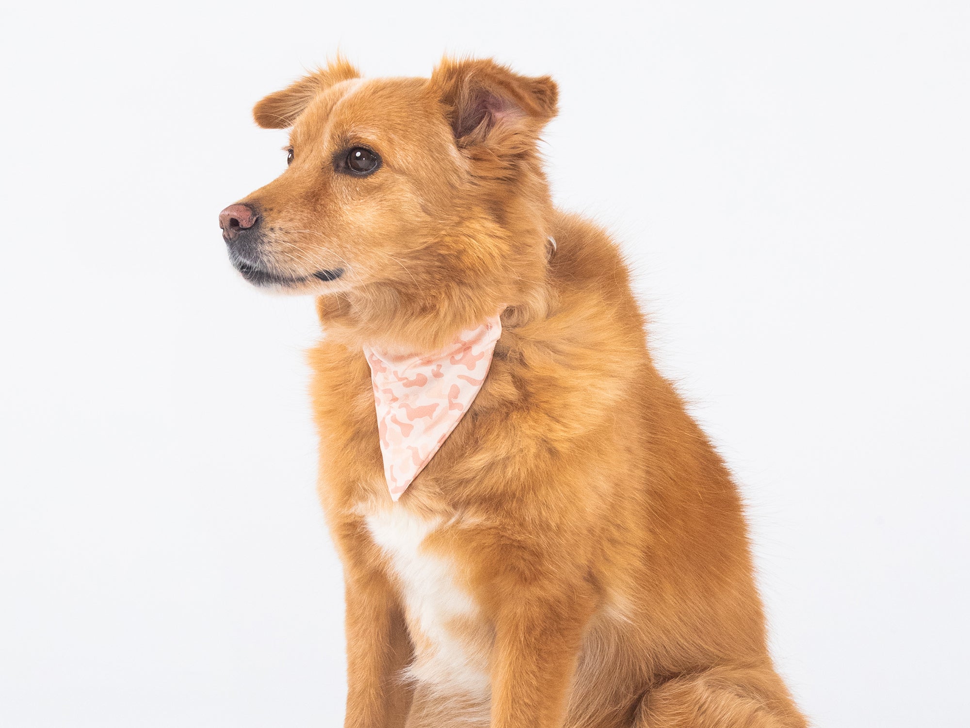 bandit-bandanas-camolosse-bandana-chien-camouflage-sable image 3
