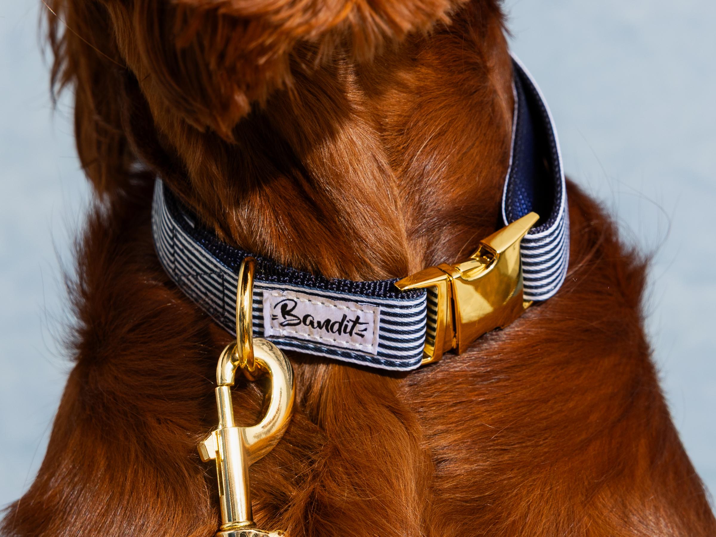 bandit-in-the-navy-collier-chien-marin-ray-petit-chien image 2