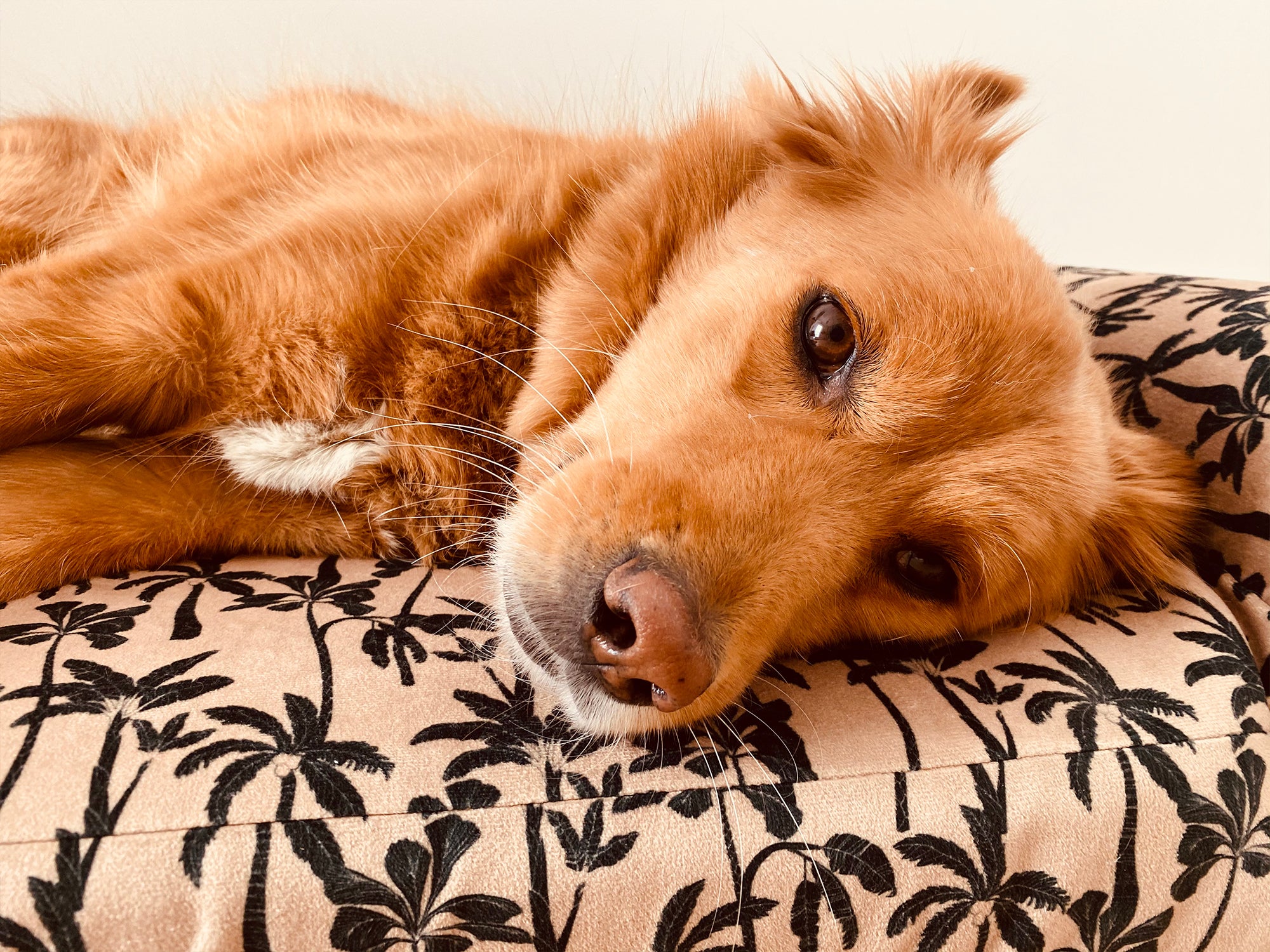 bandit-palm-beach-panier-chien-m-mousse-moelleuse image 3