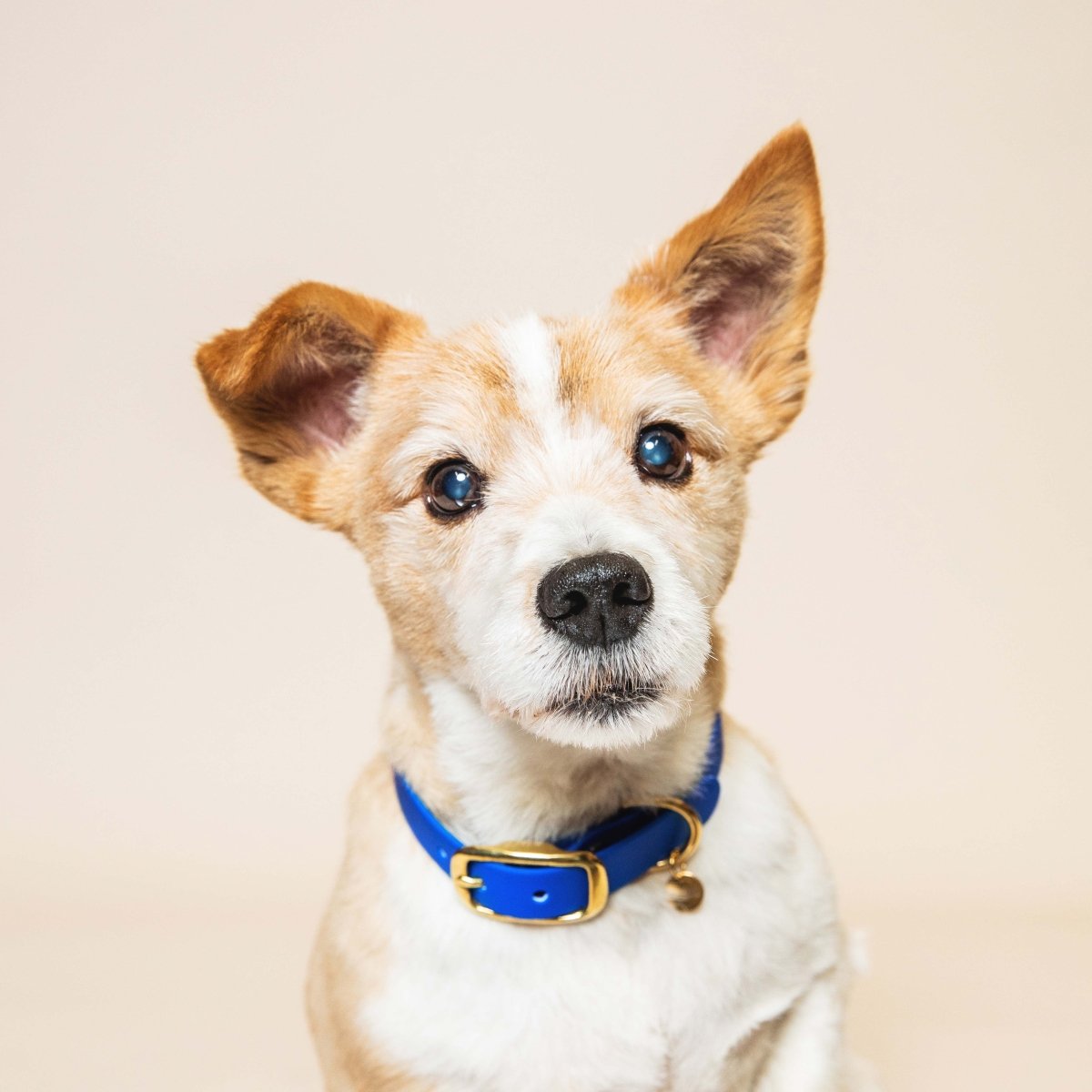 fid-le-paris-collier-chien-bleu-roi-laiton image 2