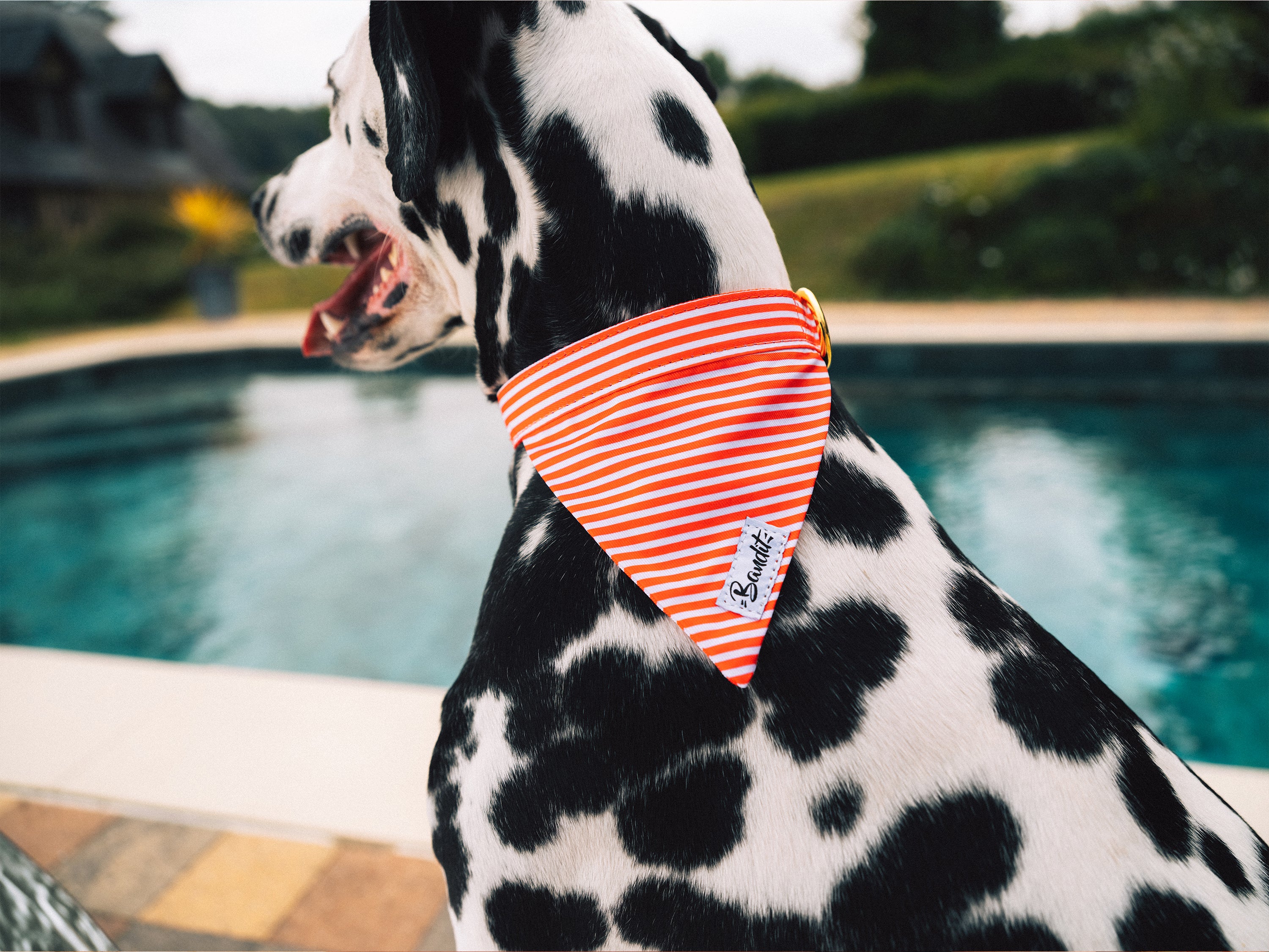 bandit-les-bains-bandana-pour-chien-ray-rouge image 3