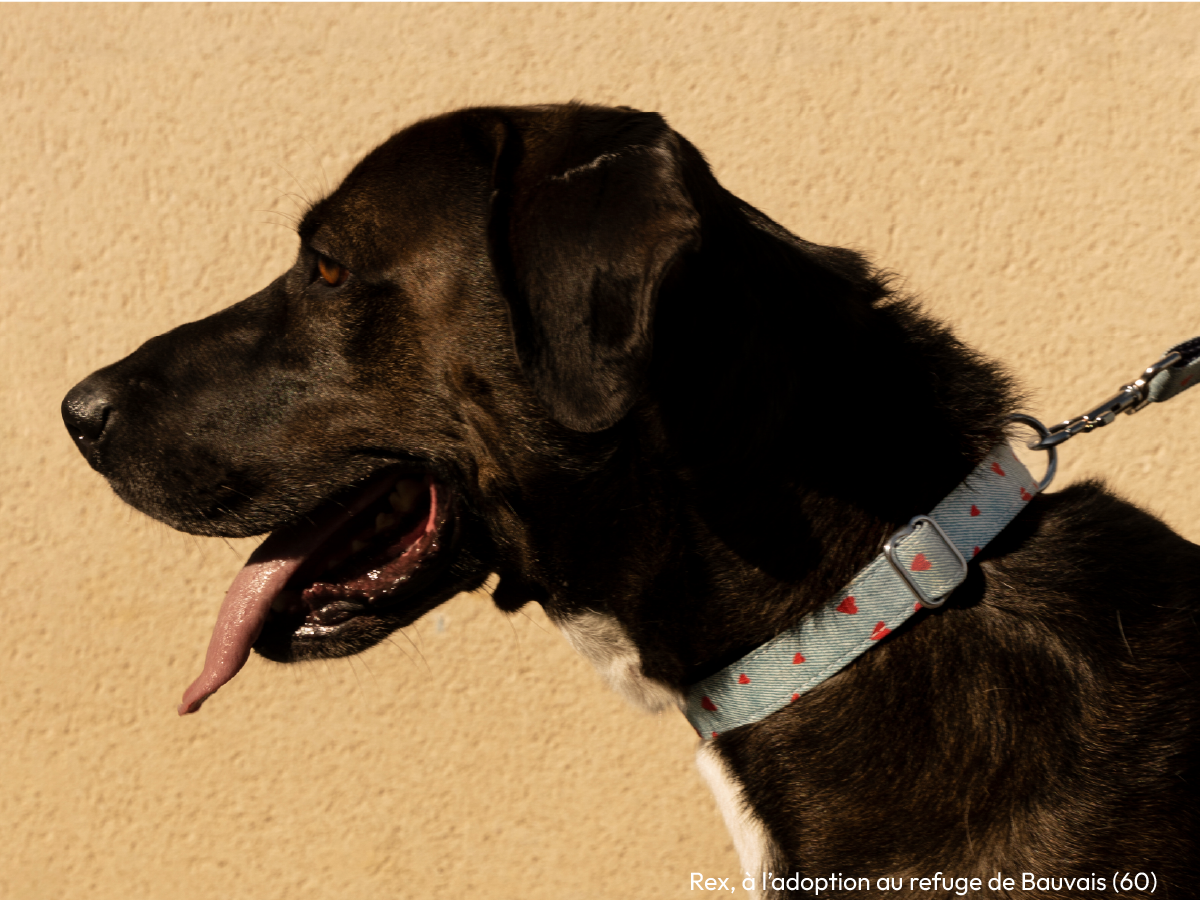 bandit-colliers-denim-collier-chien-c-urs-rouges-clara image 4