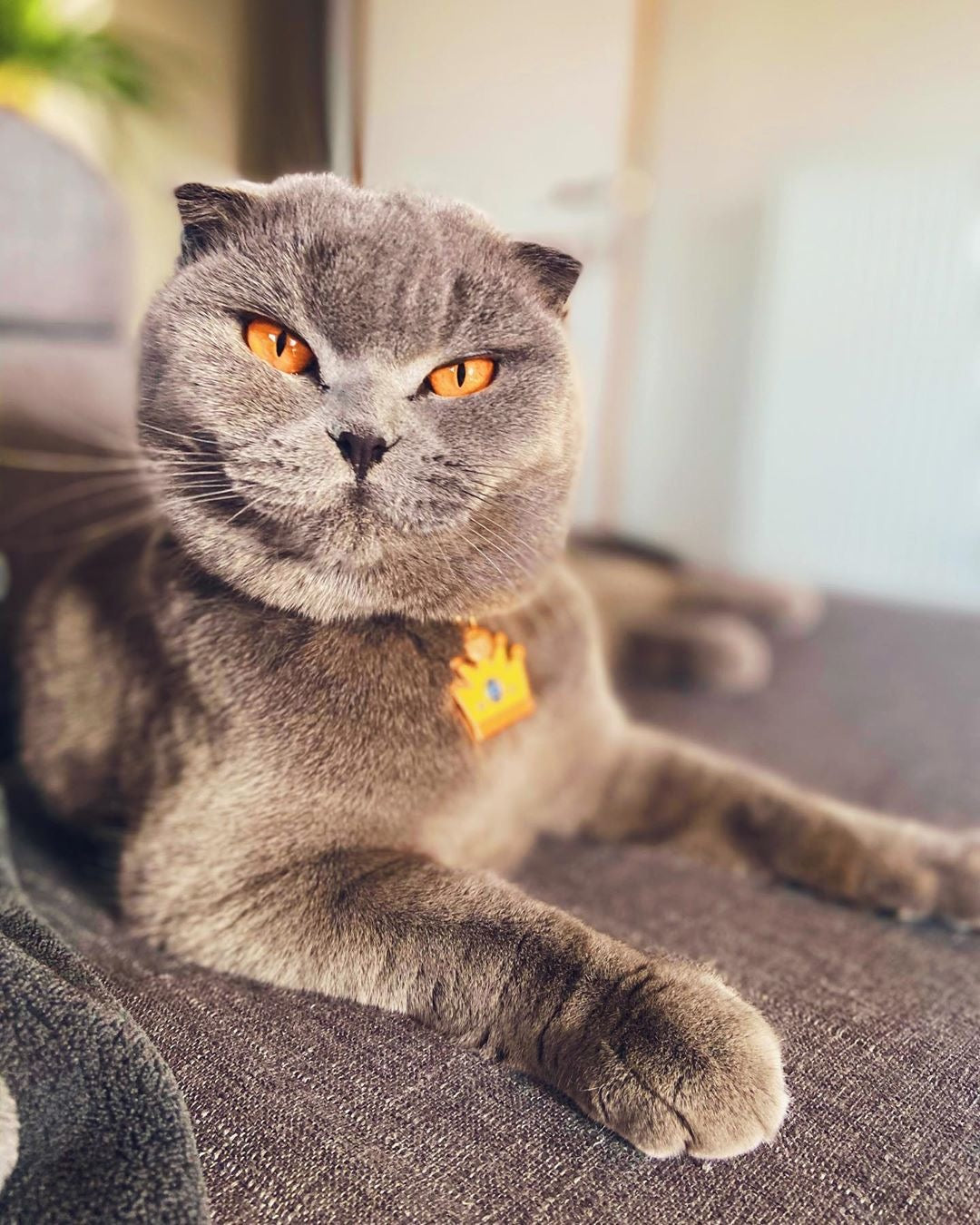 bandit-couronne-m-daille-chat-graver-m-tal-dor image 3
