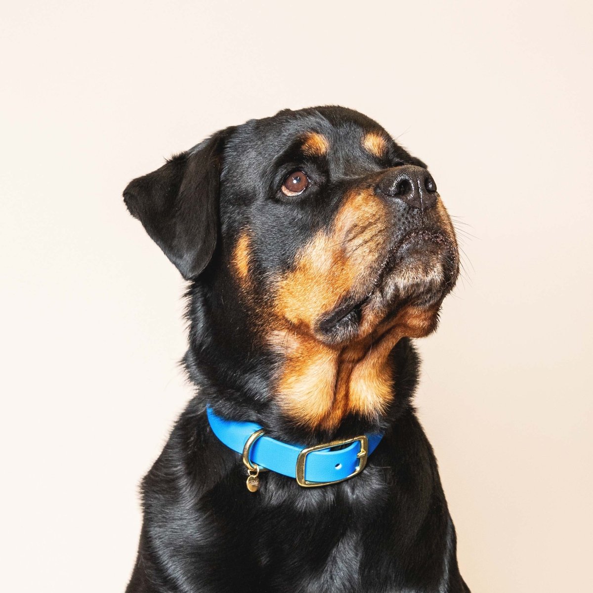fid-le-paris-l-aventurier-collier-chien-bleu-lectrique image 2