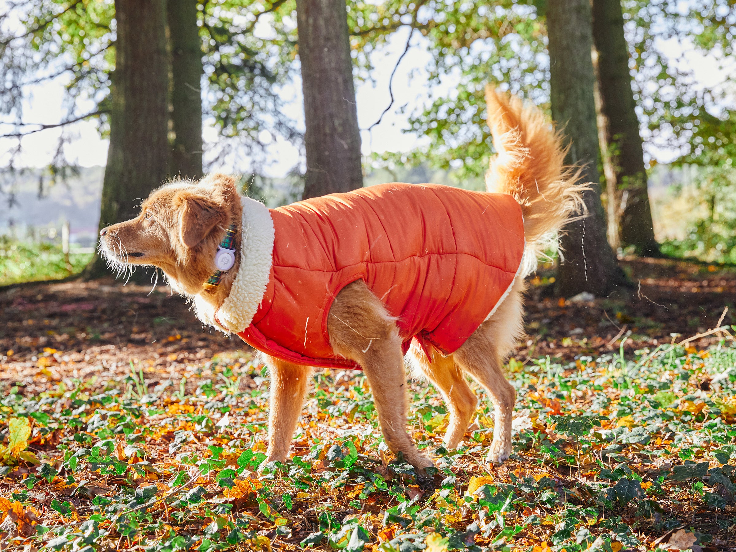 bandit-doudoune-manteau-chien-bleu-everest-s-grand-froid image 4