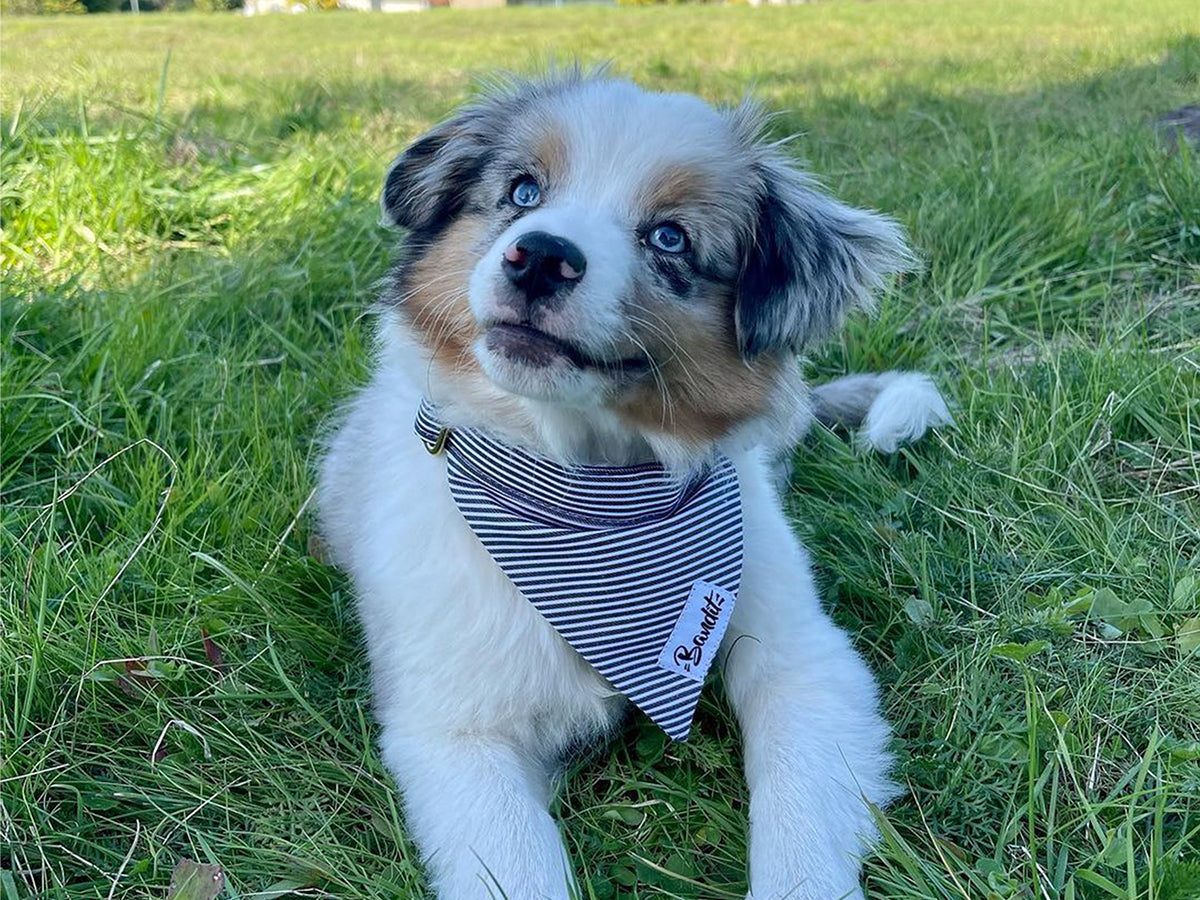 bandit-bandanas-pour-chien-ray-bleu-blanc-bandana-marin-r-glable image 4