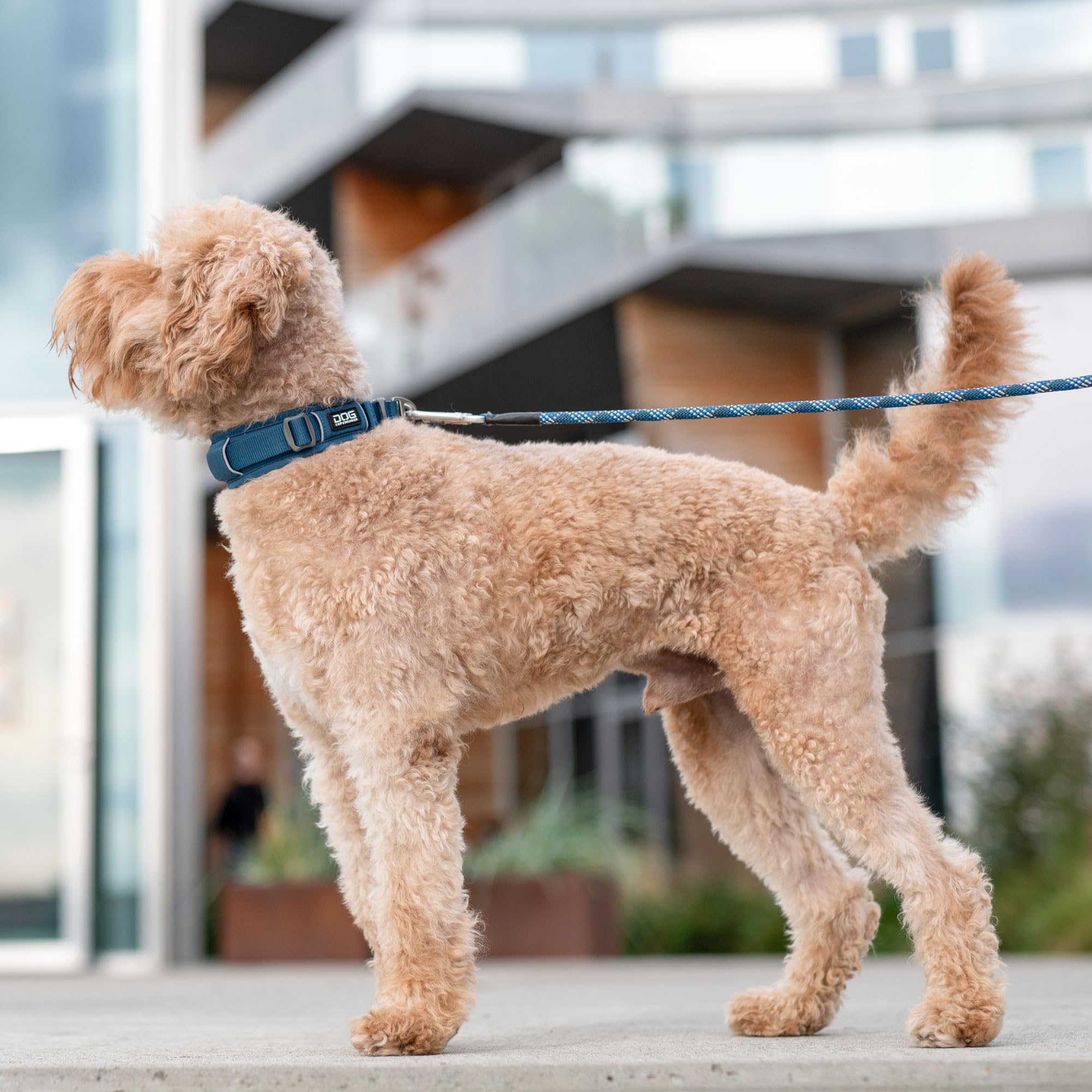 dog-copenhagen-urban-explorer-3-0-collier-chien-noir-xs-rembourr image 6