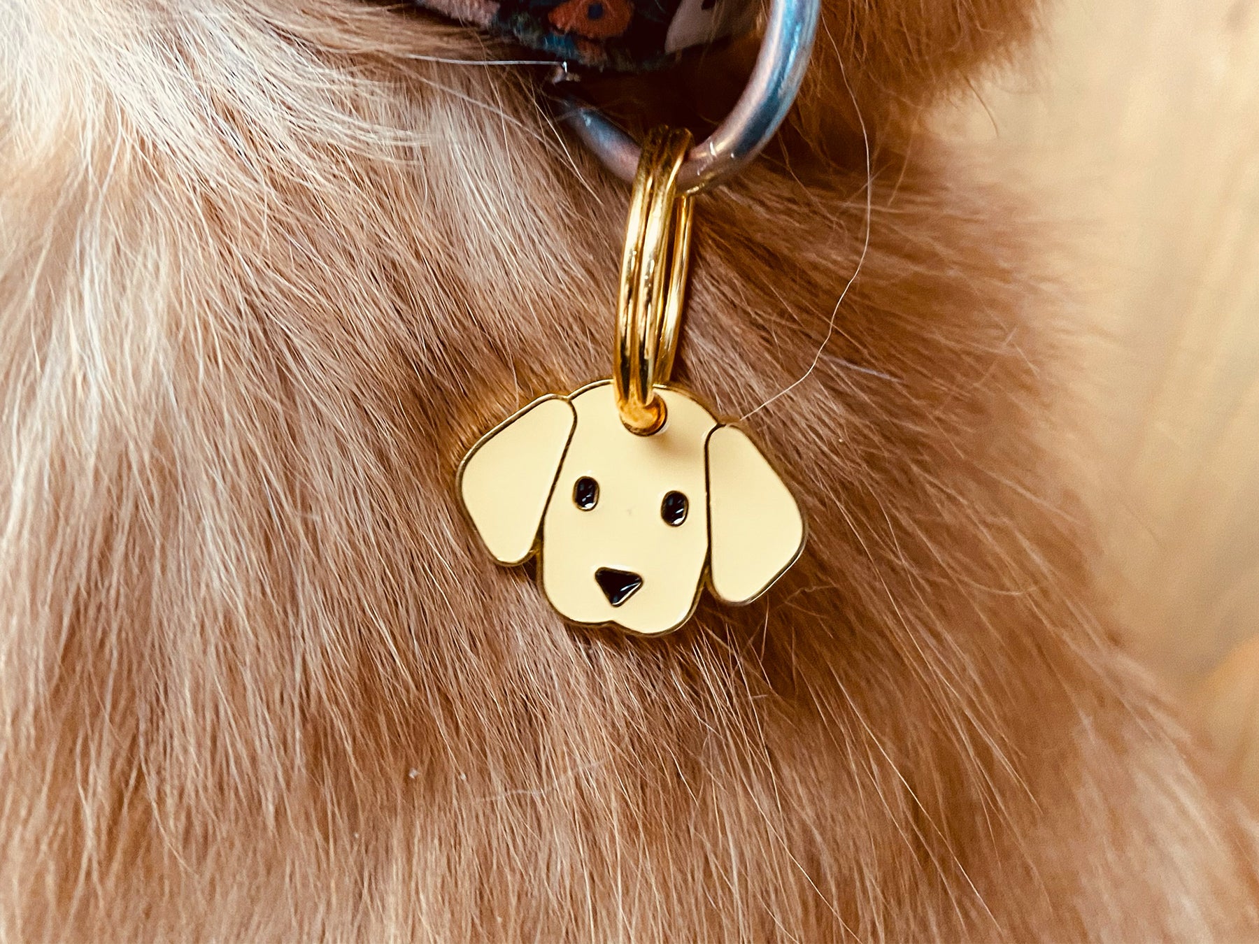bandit-m-dailles-pour-chien-m-daille-labrador-gravable image 2