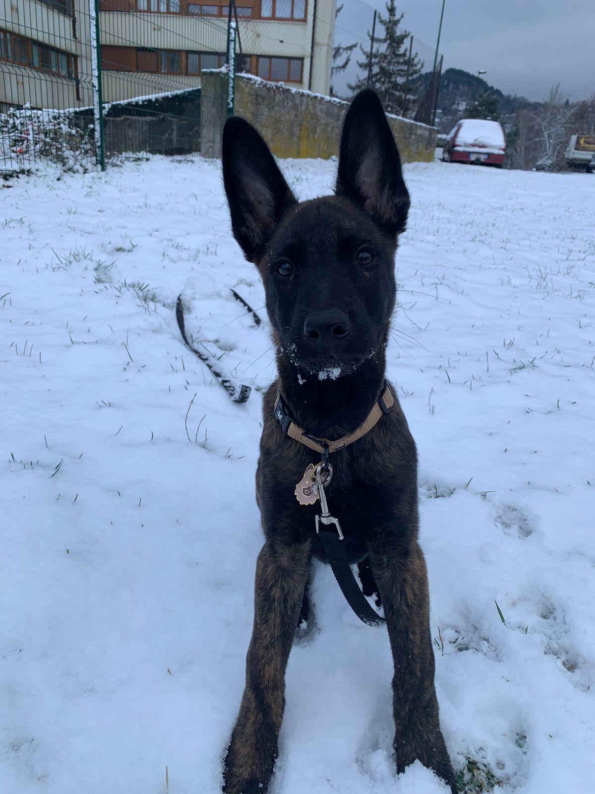 Ressemble à mon chien