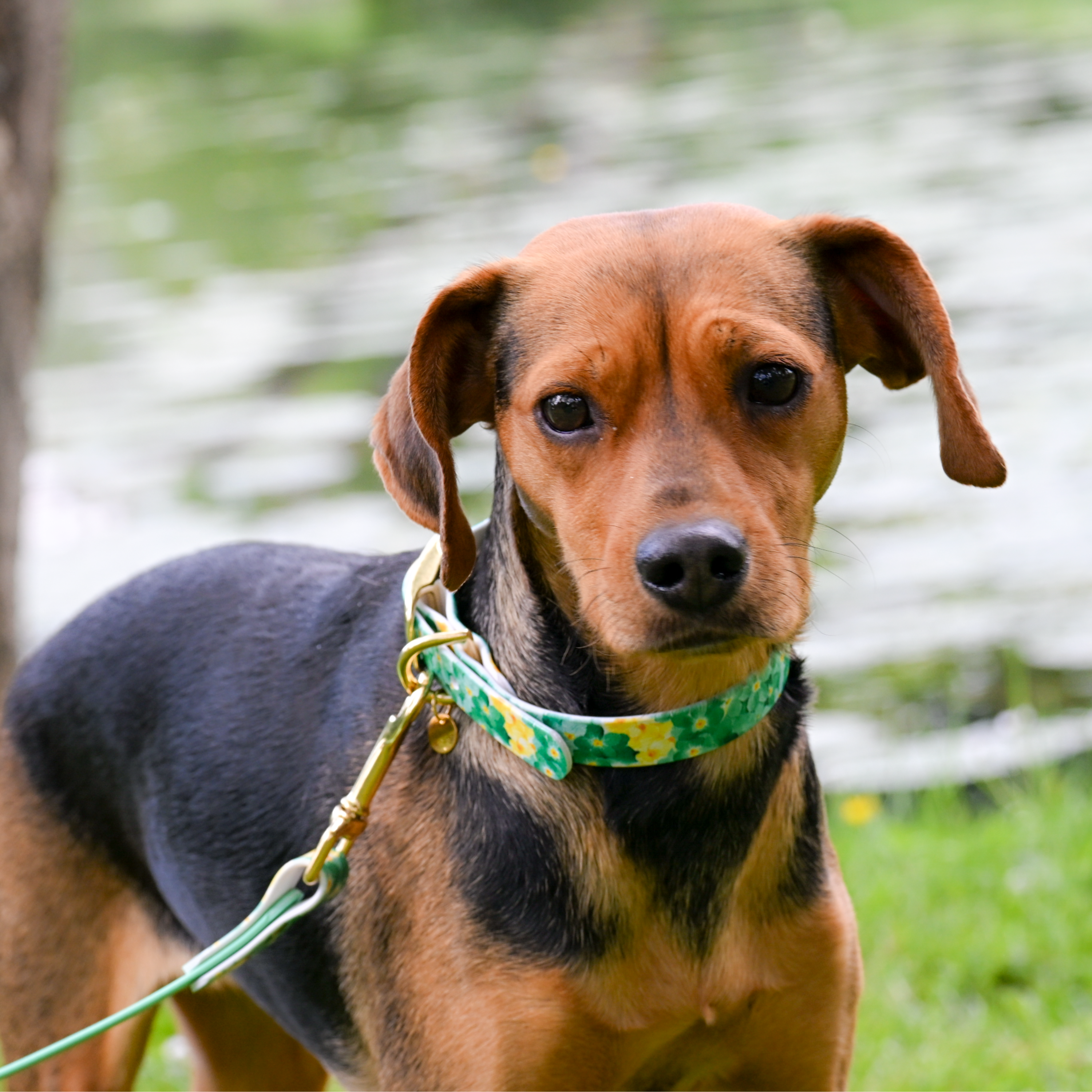 fid-le-paris-the-bloom-collier-chien-vert-floral-taille-m image 2