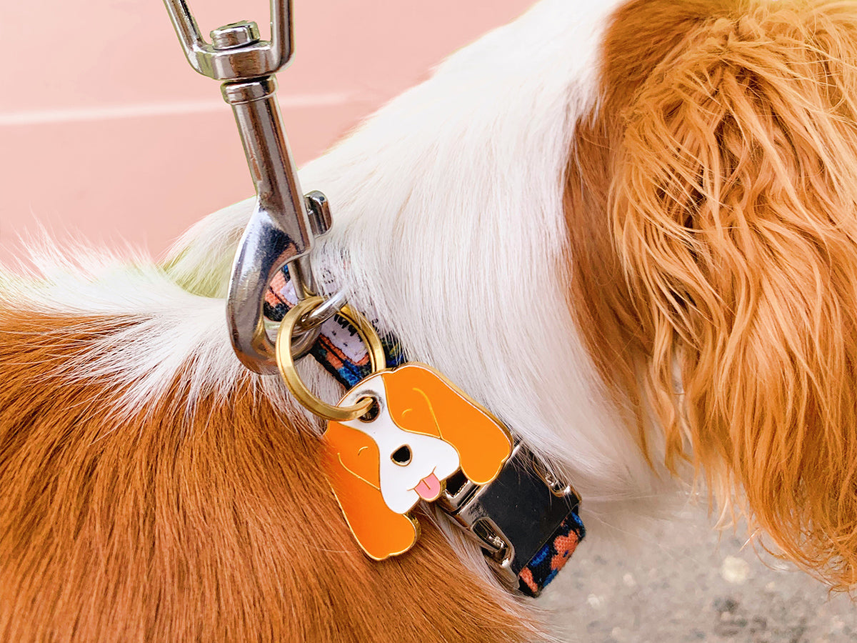 bandit-m-daille-chien-cavalier-king-charles-royale image 2