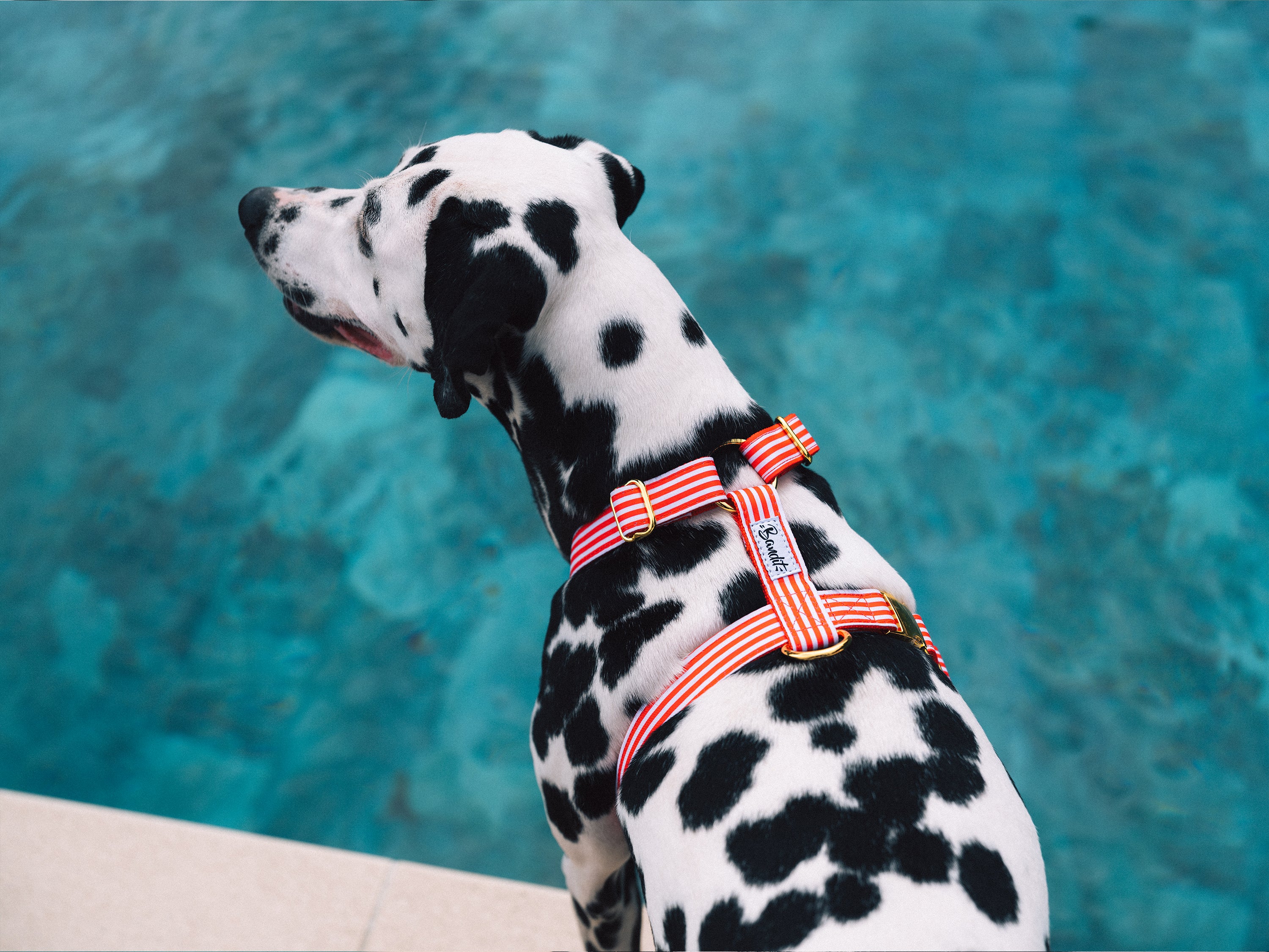 bandit-les-bains-harnais-chien-ray-rouge-sans-laisse image 4