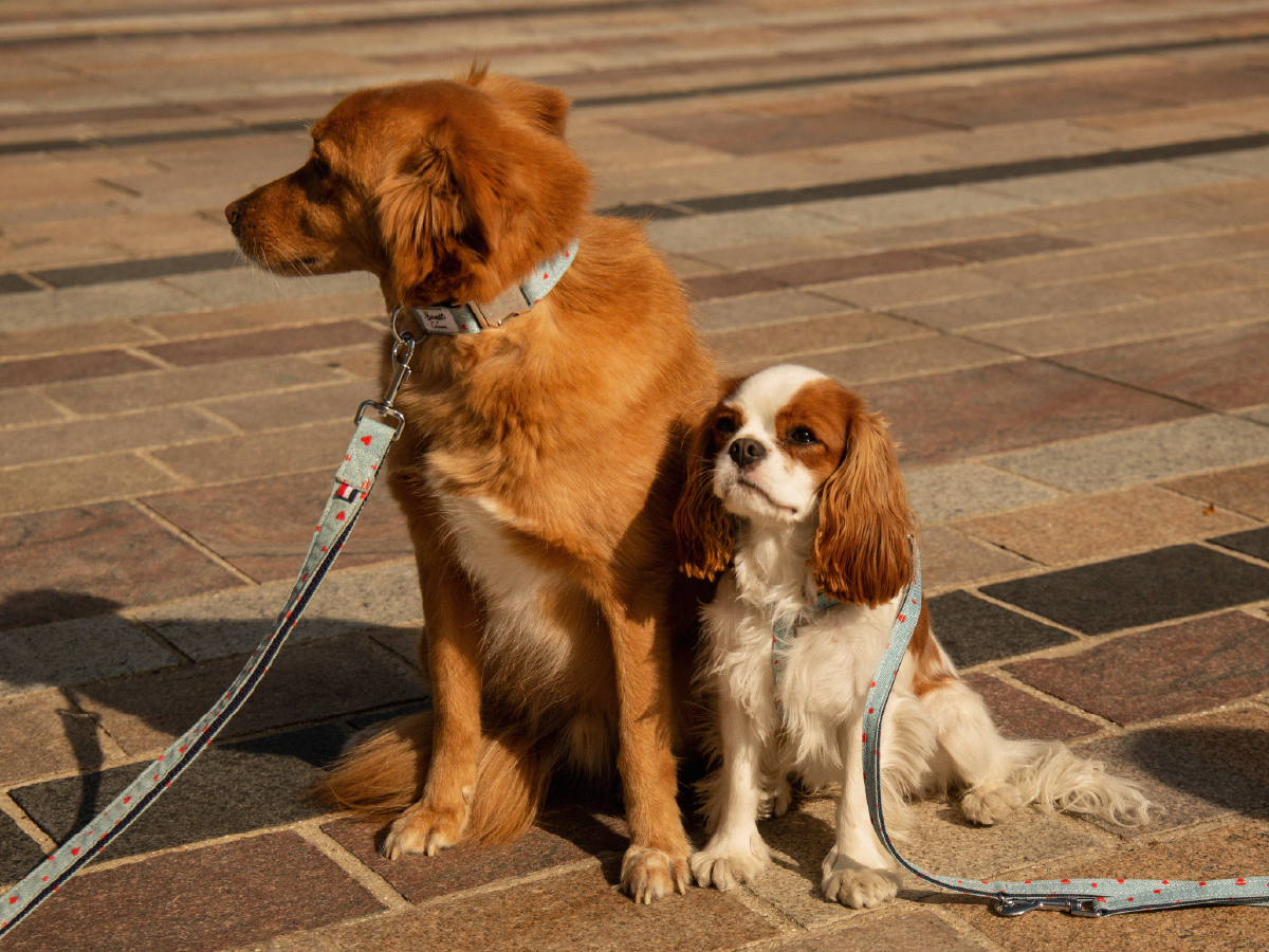 bandit-colliers-denim-collier-chien-c-urs-rouges-clara image 3
