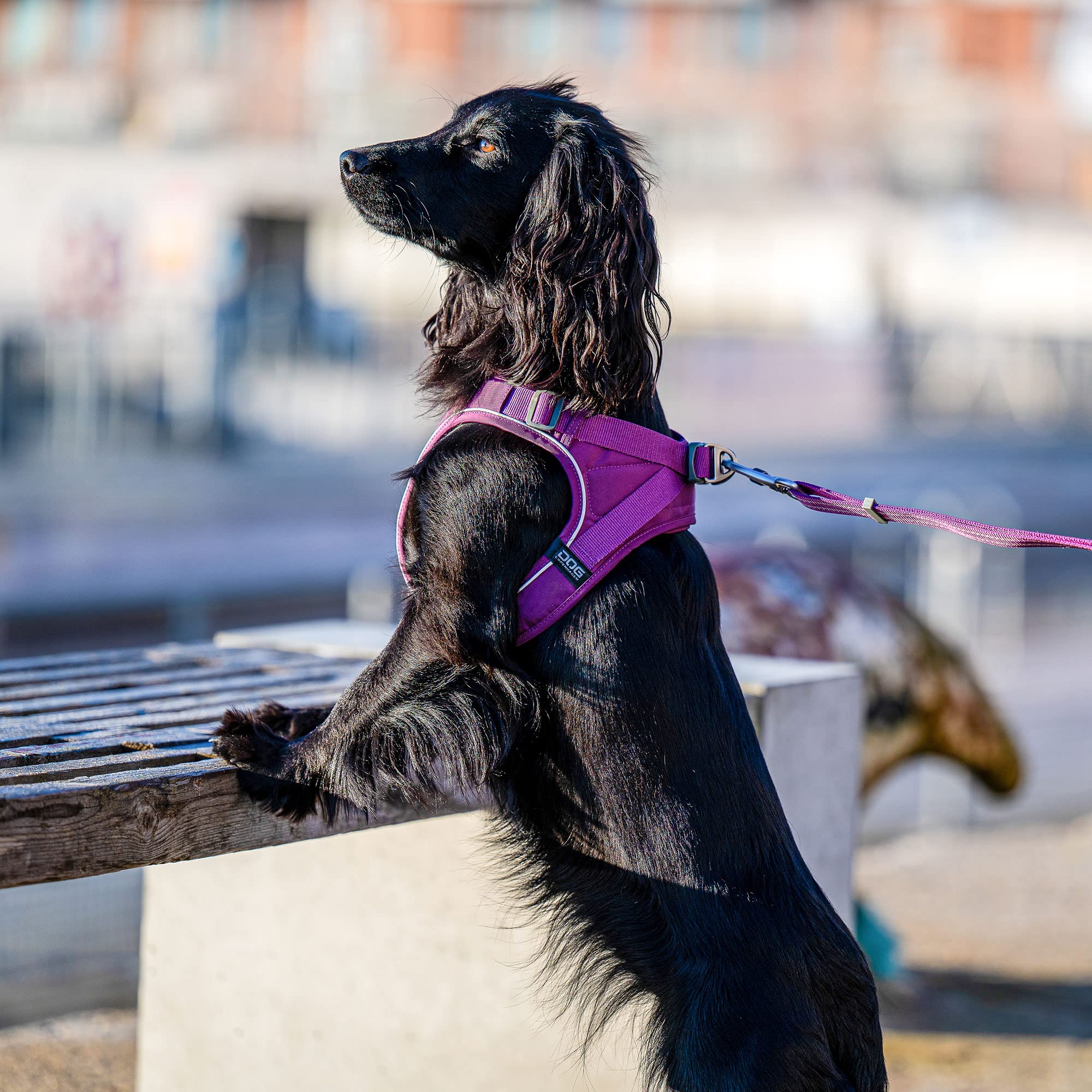 dog-copenhagen-comfort-walk-go-harnais-mocca-xxs-chiot image 8