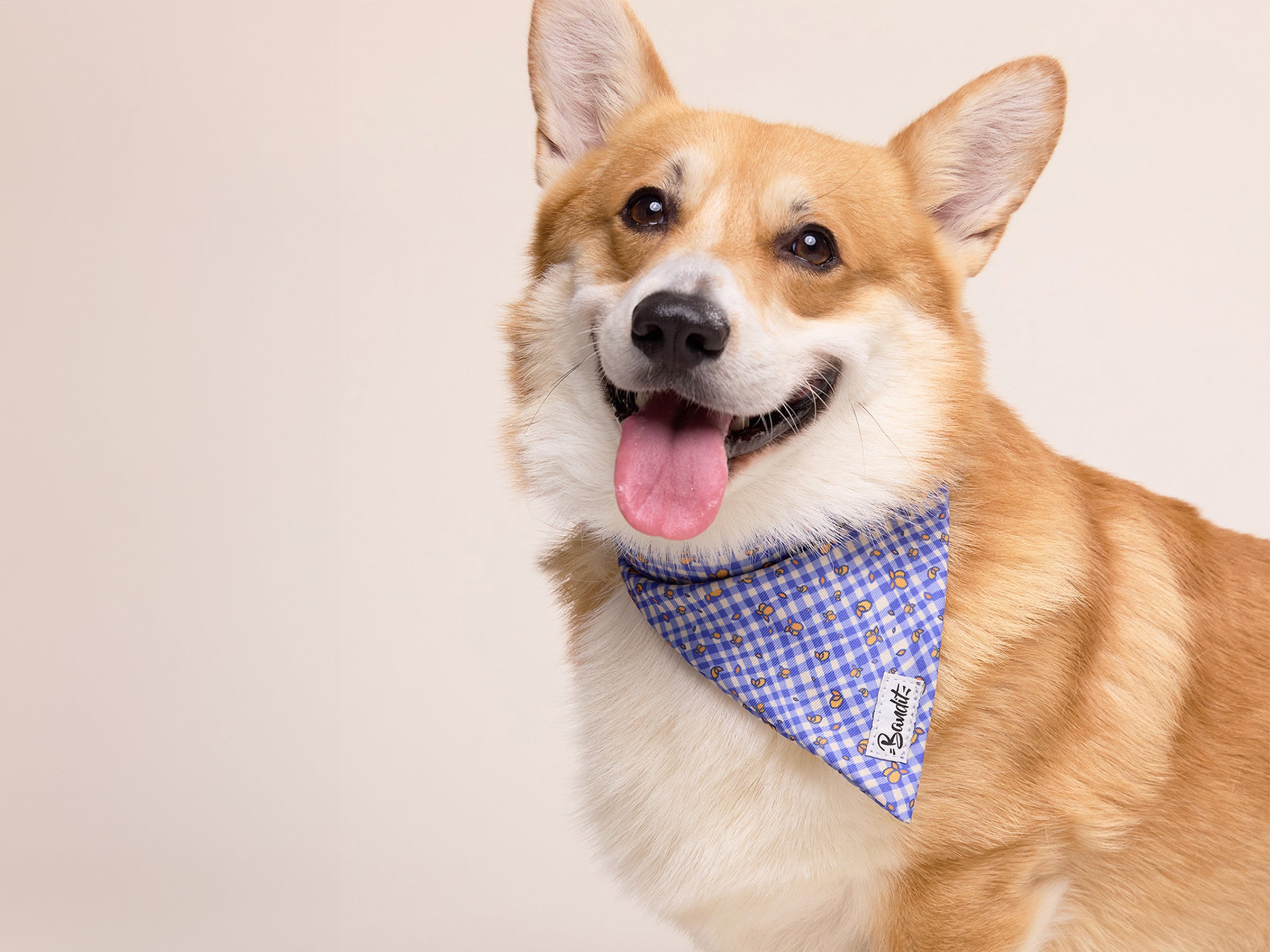bandit-vichy-lemonade-bandana-chien-bleu-citrons image 2