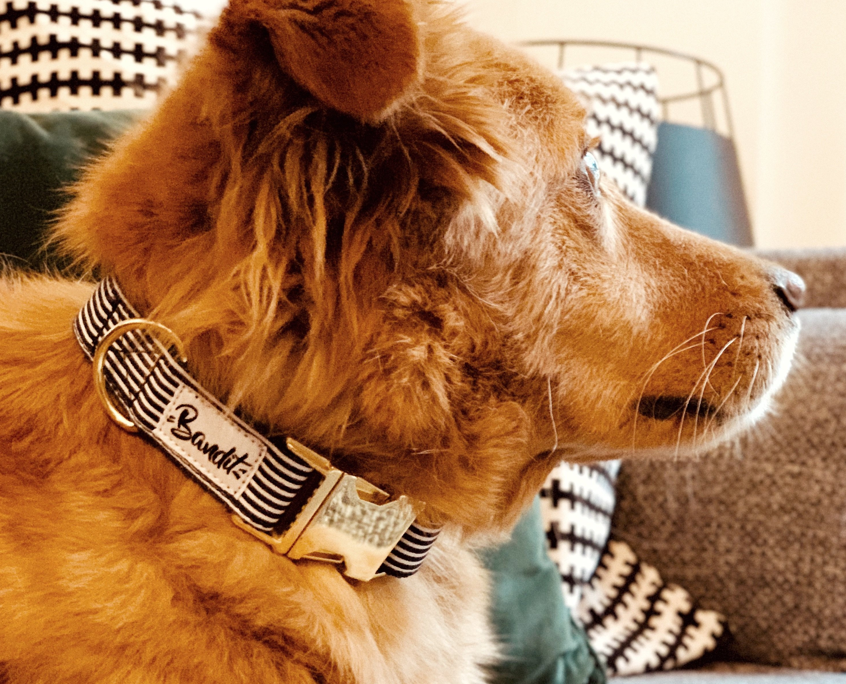 bandit-in-the-navy-collier-chien-marin-ray-petit-chien image 5