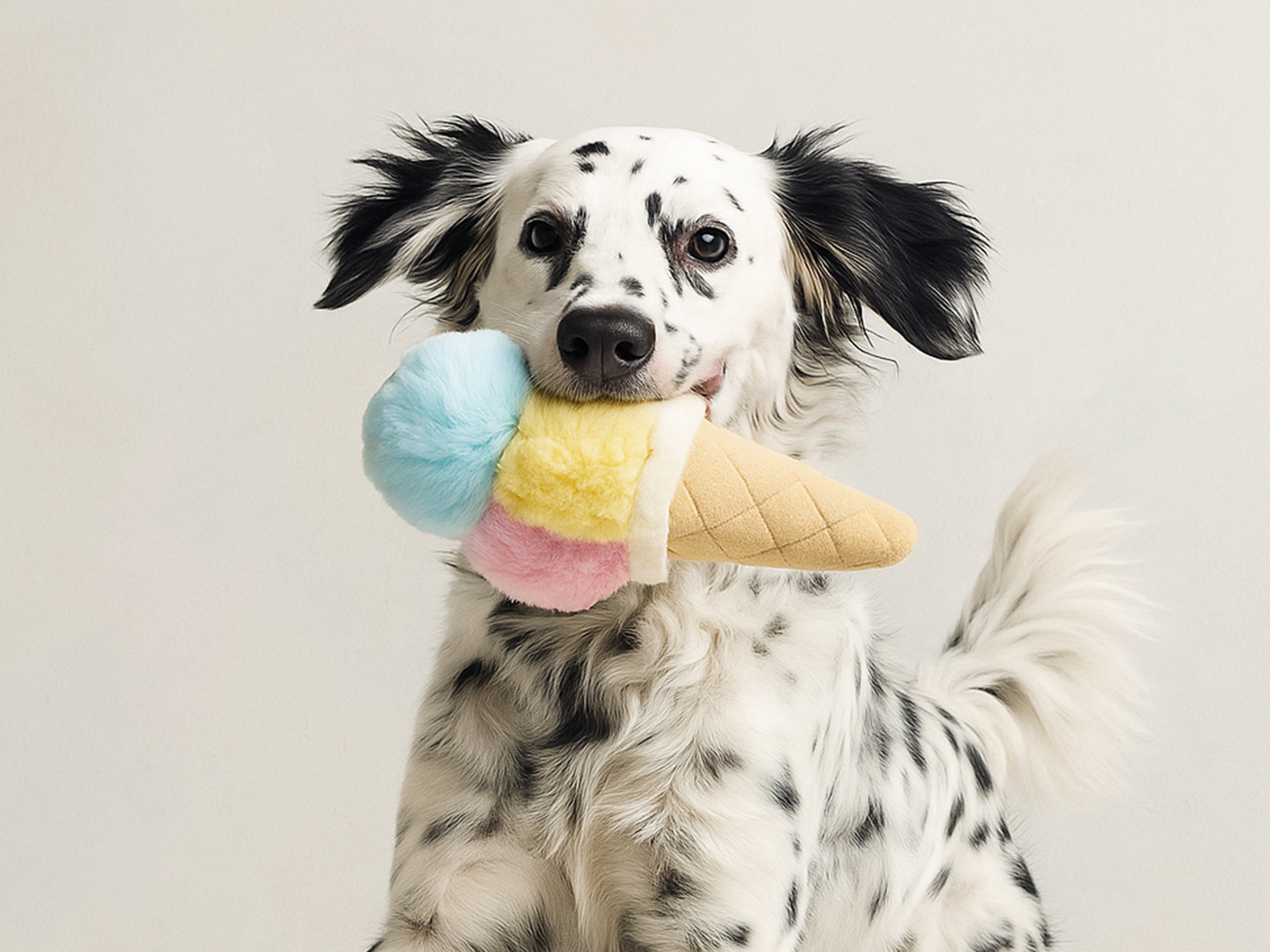 bandit-le-coffret-gourmand-kit-chien-jouet-glace-et-m-daille image 4